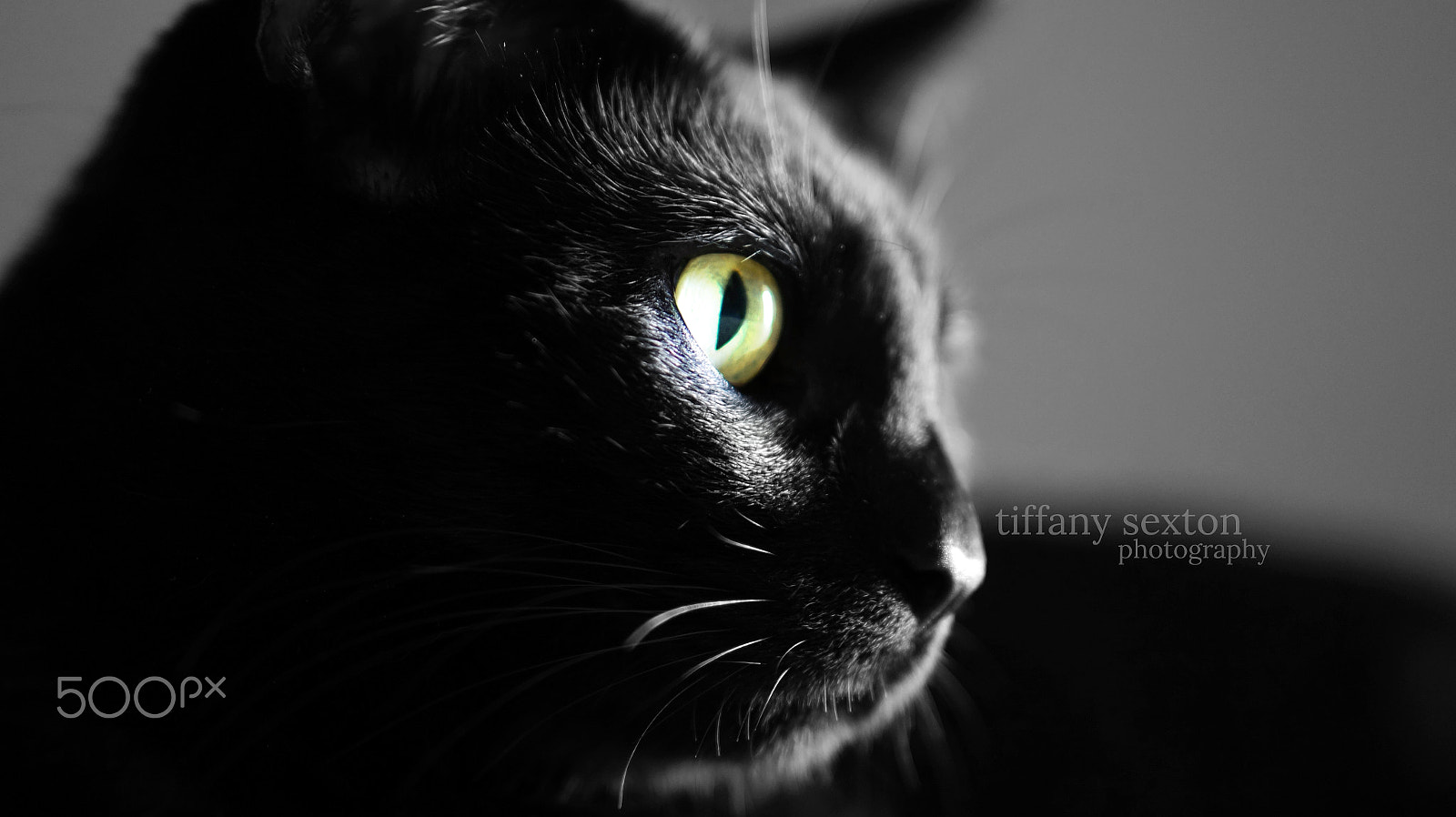 Sony Alpha a3000 sample photo. Faira photography