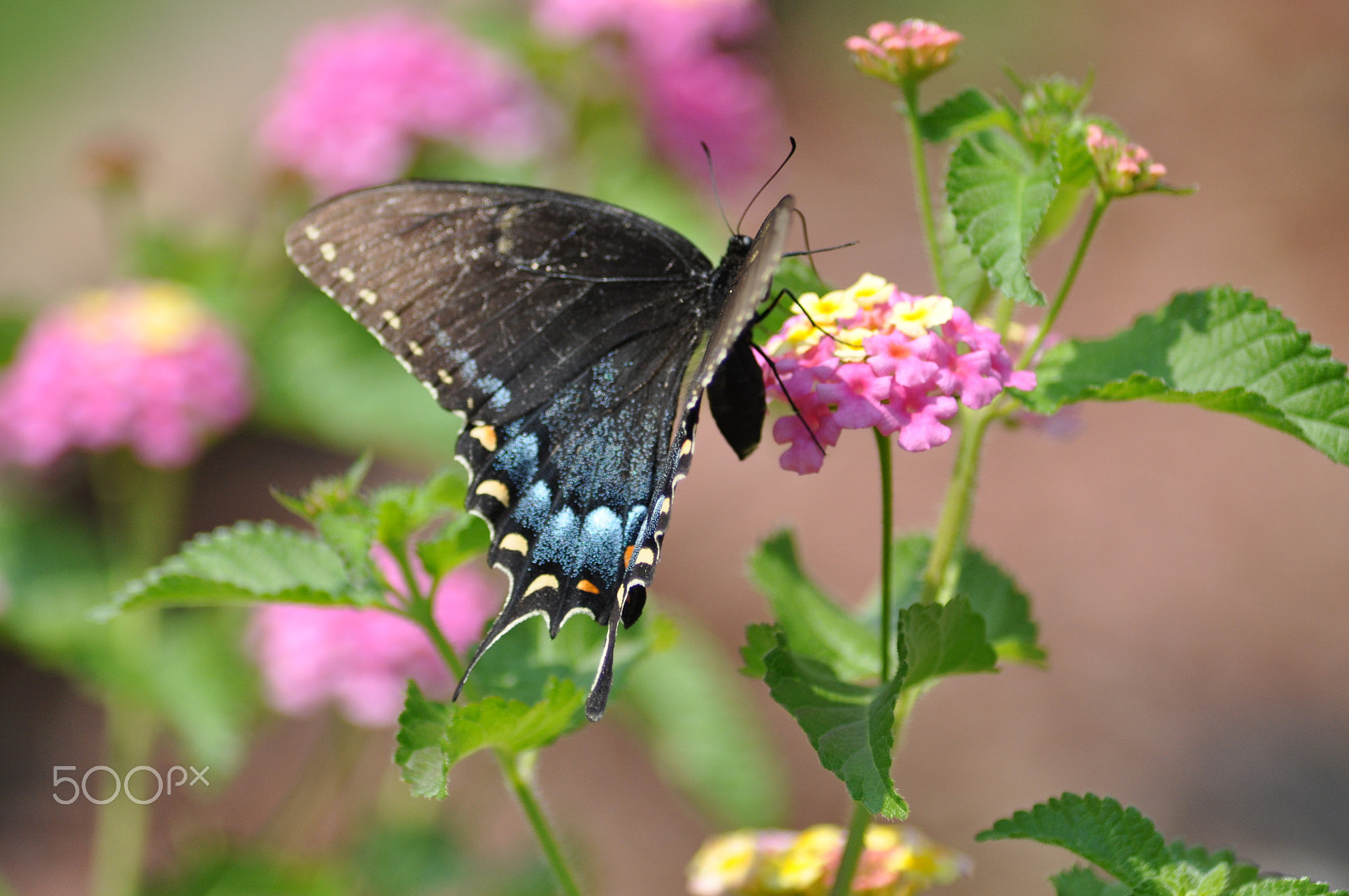AF Zoom-Nikkor 70-300mm f/4-5.6D ED sample photo. Anise swallowtail 3 photography