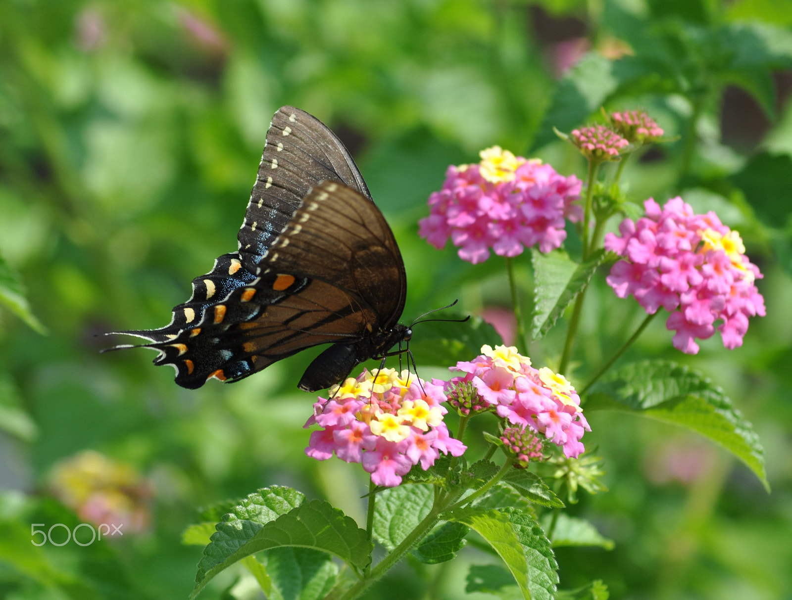 AF Zoom-Nikkor 70-300mm f/4-5.6D ED sample photo. Anise swallowtail profile photography