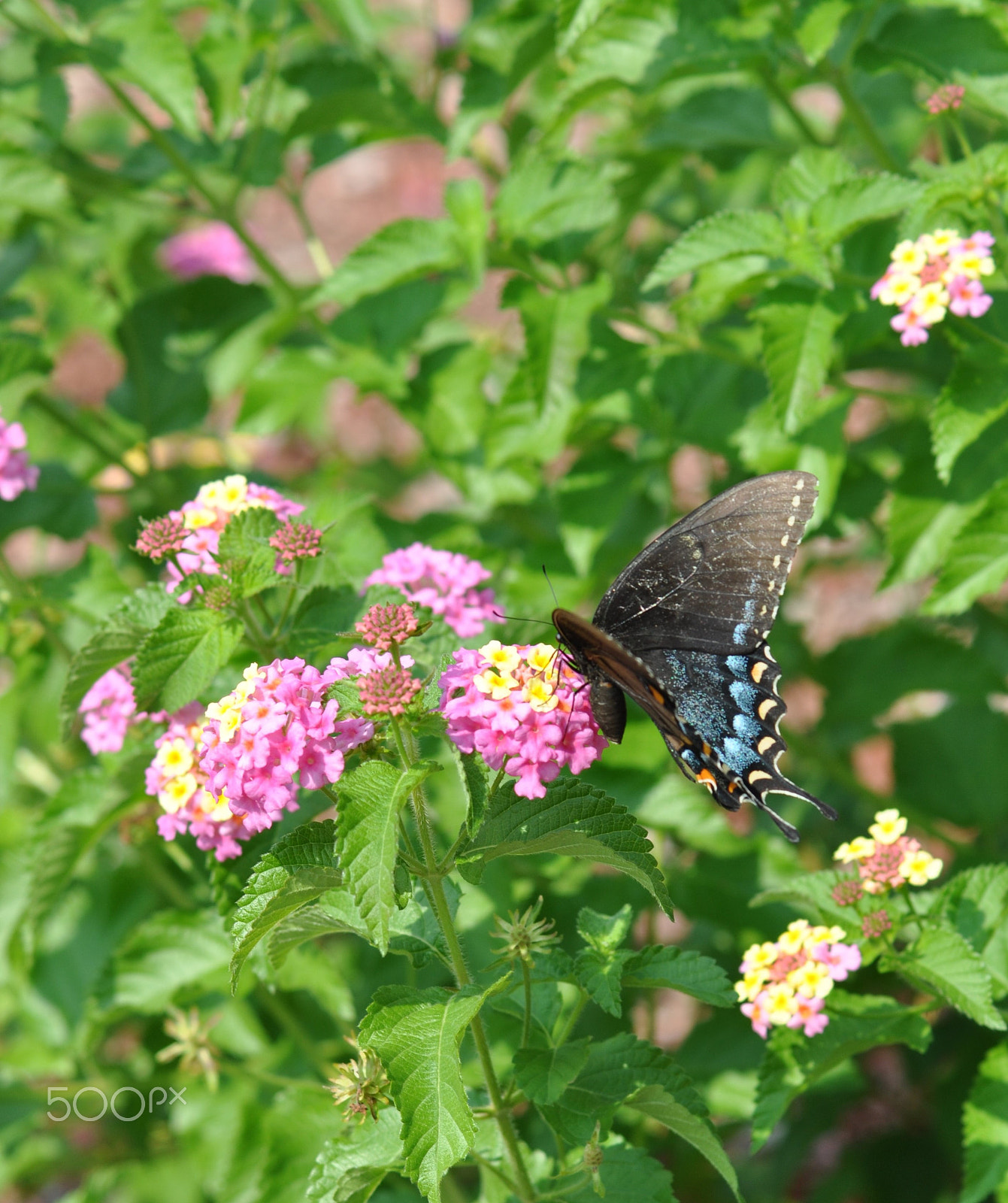 AF Zoom-Nikkor 70-300mm f/4-5.6D ED sample photo. Anise swallowtail 1 photography