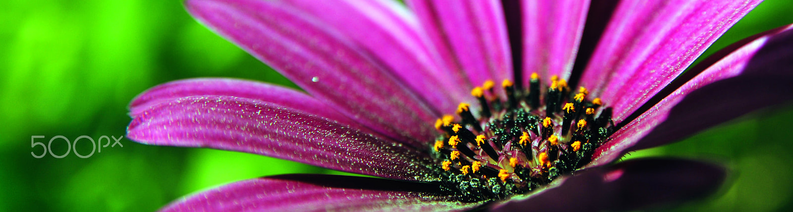 IX-Nikkor 60-180mm f/4-5.6 sample photo. Flower photography