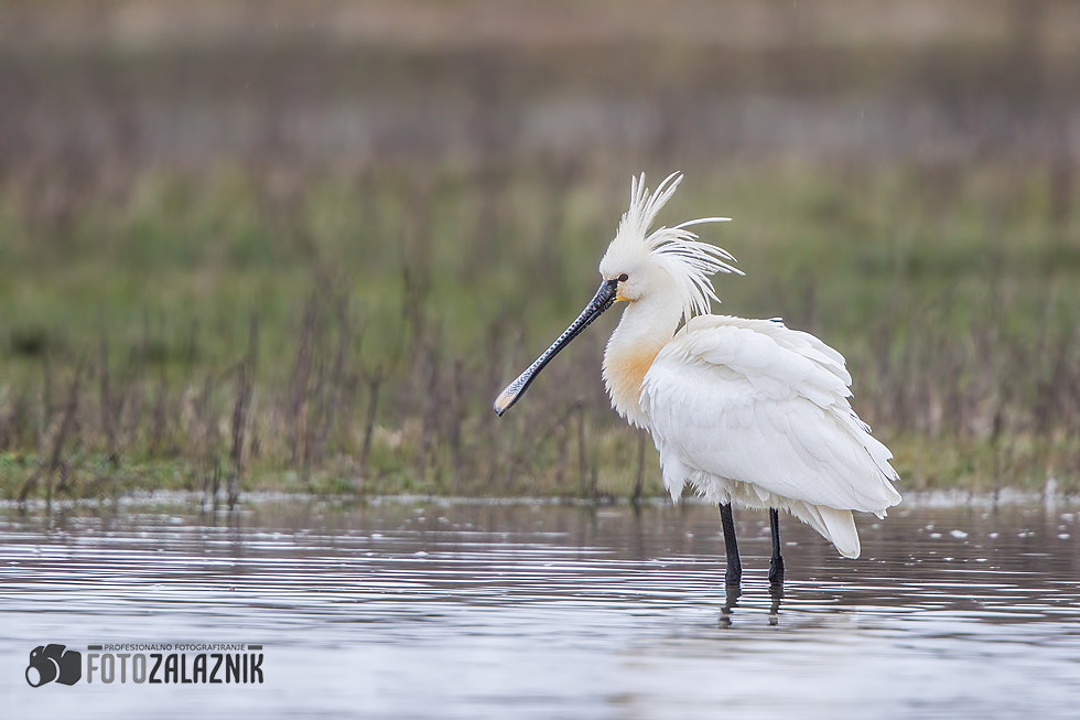 Canon EF 500mm F4L IS II USM sample photo. Fresh haircut photography