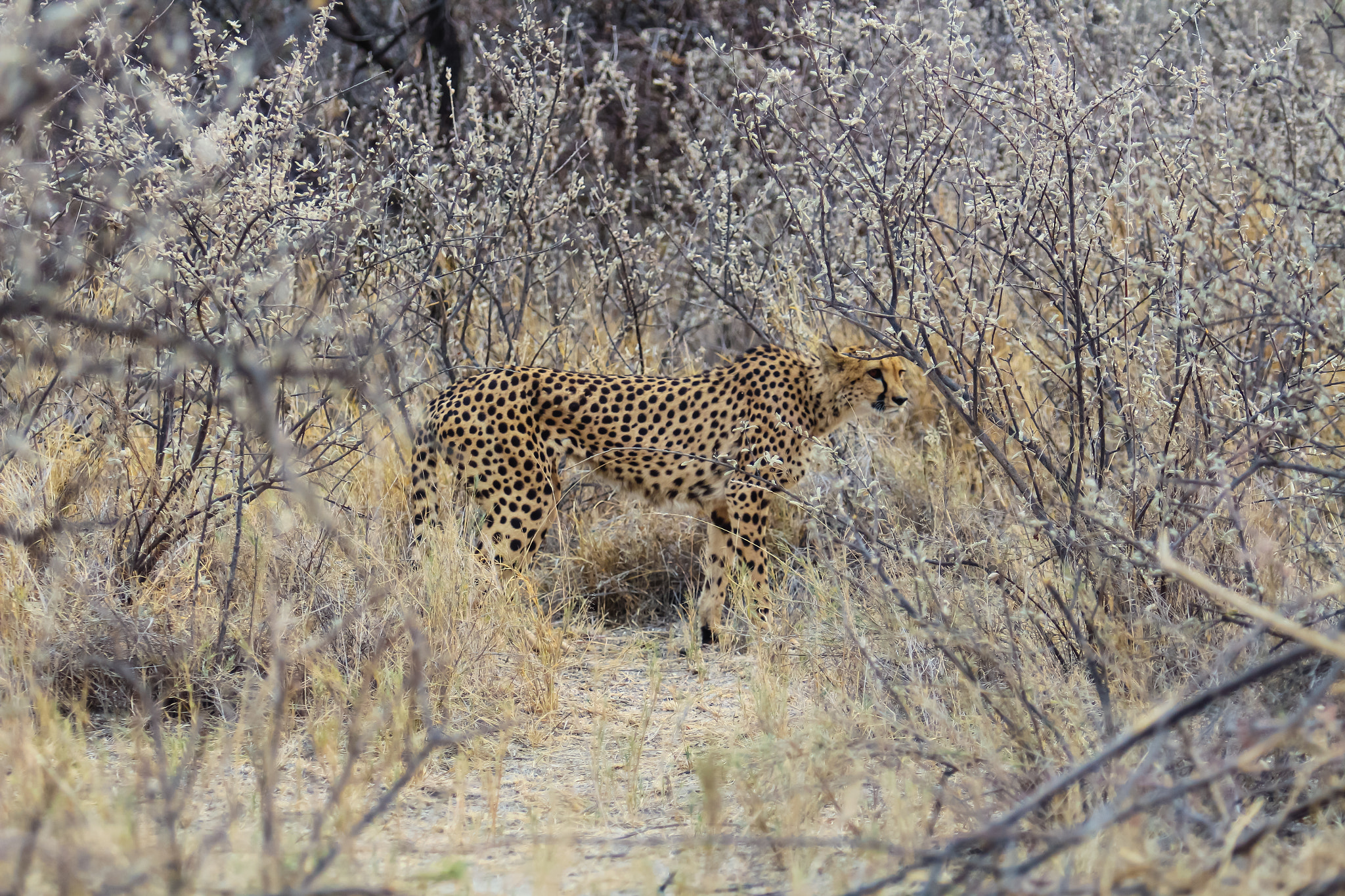 Canon EOS 650D (EOS Rebel T4i / EOS Kiss X6i) sample photo. Cheetah looking for a prey photography