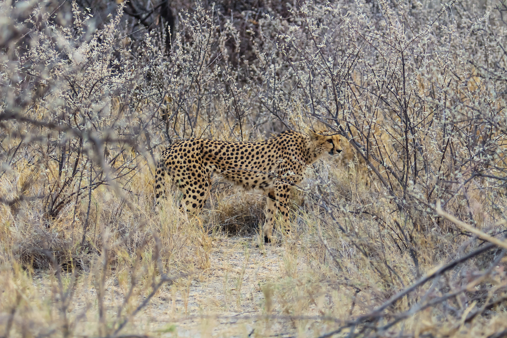 Canon EOS 650D (EOS Rebel T4i / EOS Kiss X6i) + Canon EF 70-200mm F2.8L USM sample photo. Cheetah looking for a prey photography