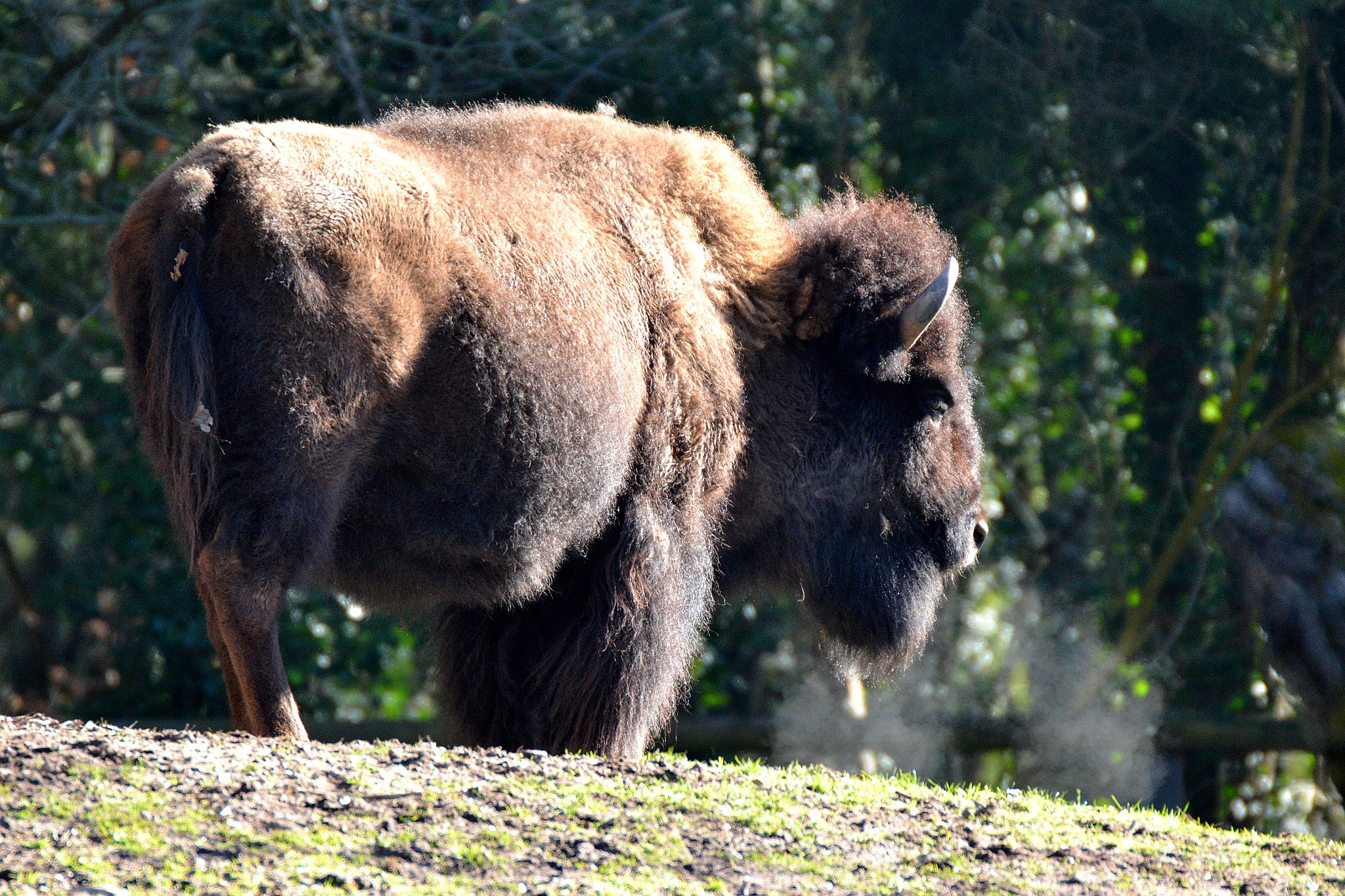 Sigma 50-500mm F4.5-6.3 DG OS HSM sample photo. Bison photography