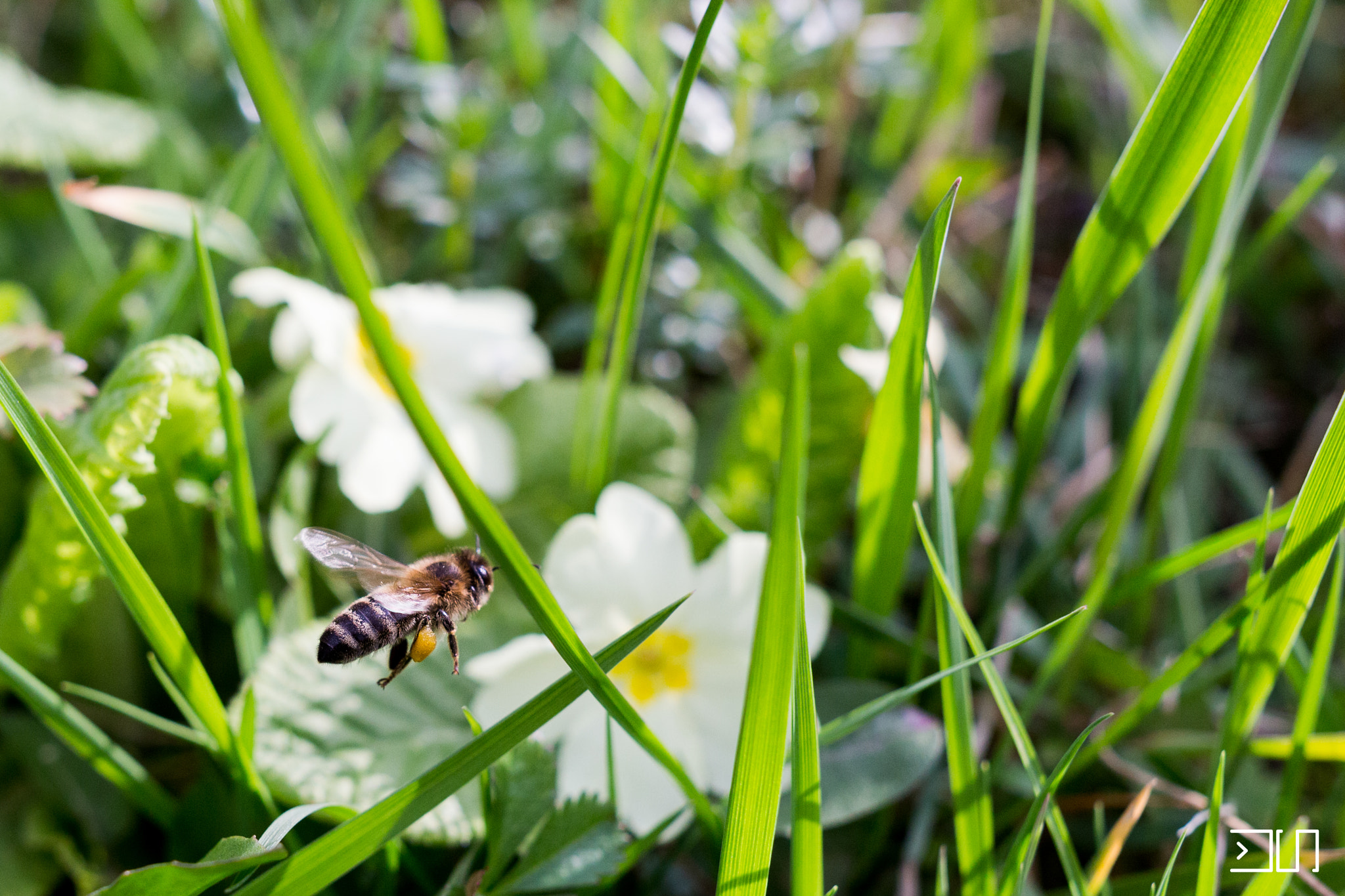 Sigma 24mm F1.4 DG HSM Art sample photo. Bee photography