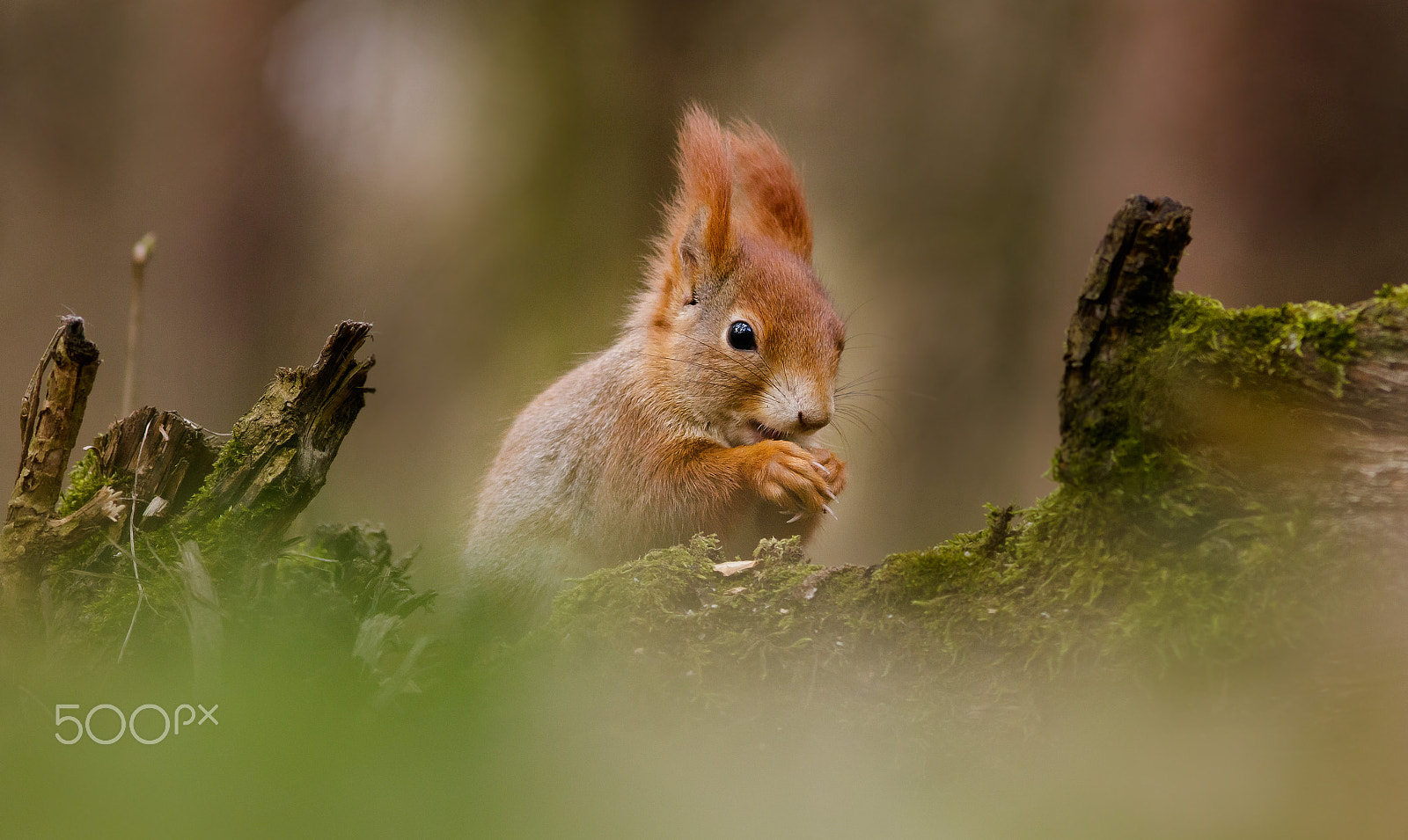 Canon EOS 760D (EOS Rebel T6s / EOS 8000D) + Canon EF 200mm F2.8L II USM sample photo. Veverčák photography