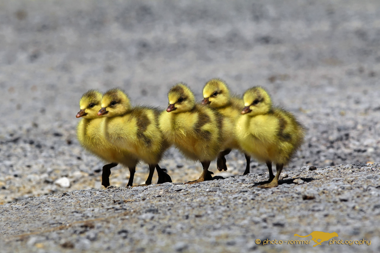 Canon EOS 60D + Canon EF 300mm F2.8L IS USM sample photo. Young bar-headed geese photography