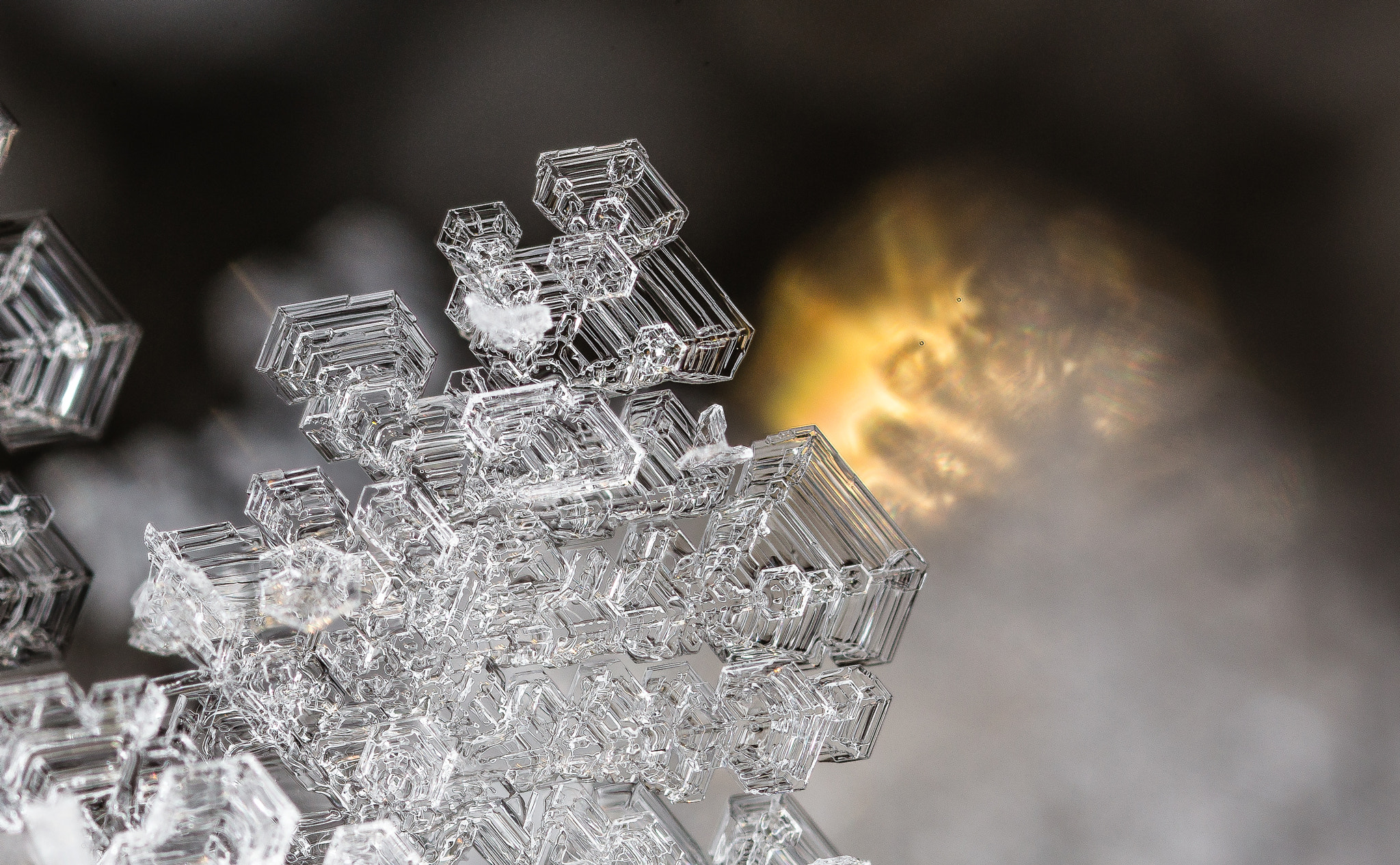 Canon MP-E 65mm F2.5 1-5x Macro Photo sample photo. Sun & ice photography