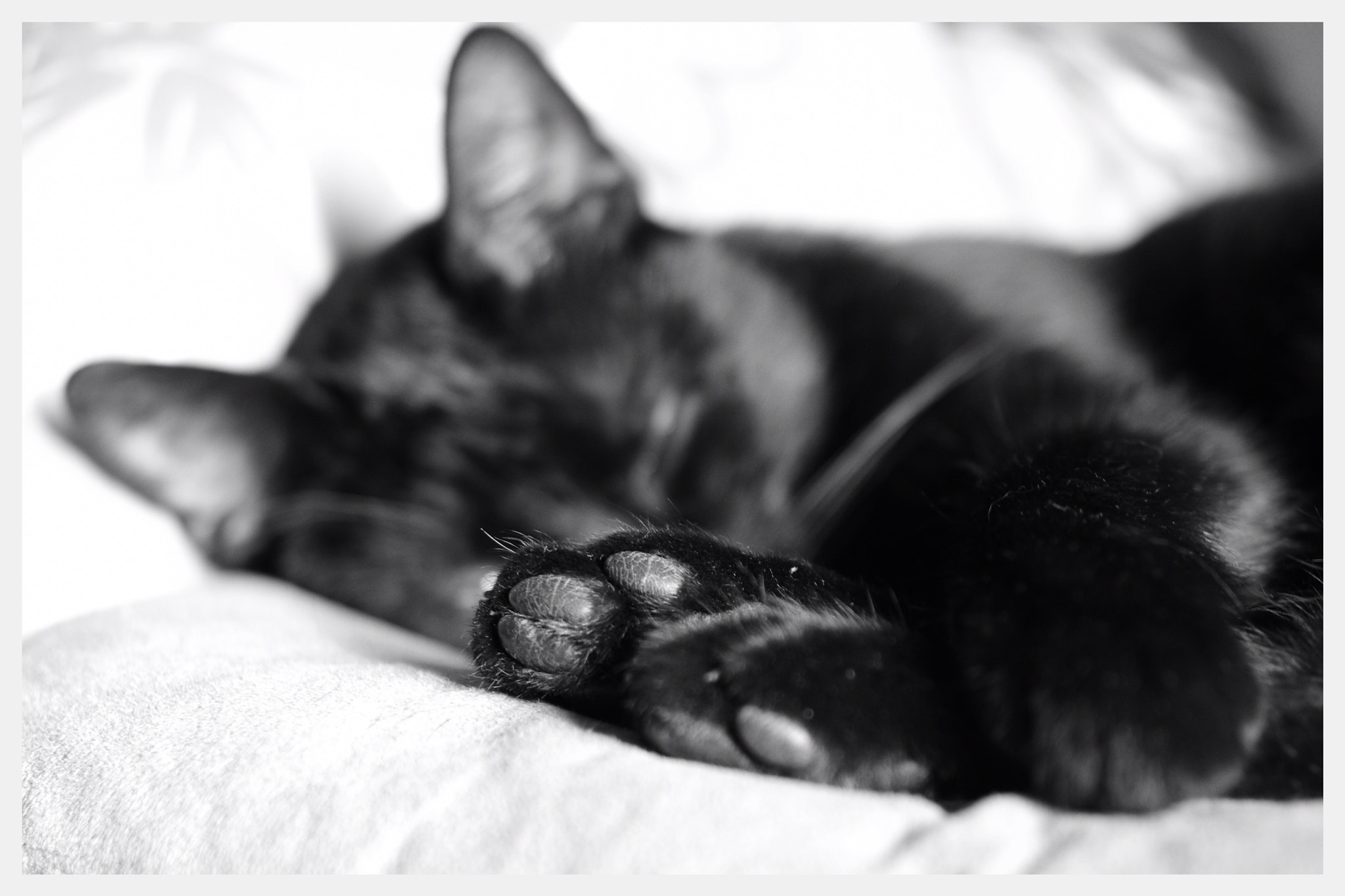 Pentax smc DA 35mm F2.4 AL sample photo. Blacky photography