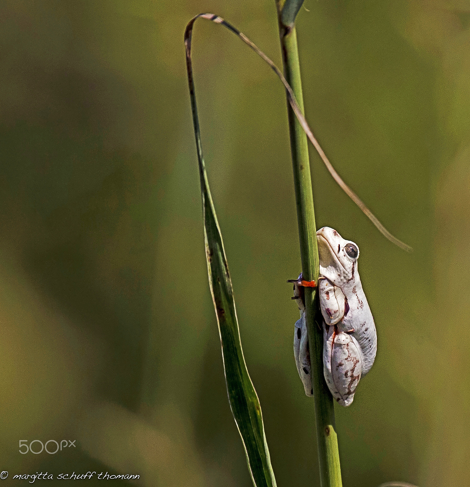 Canon EF 100-400mm F4.5-5.6L IS USM sample photo. Tree frog.. photography