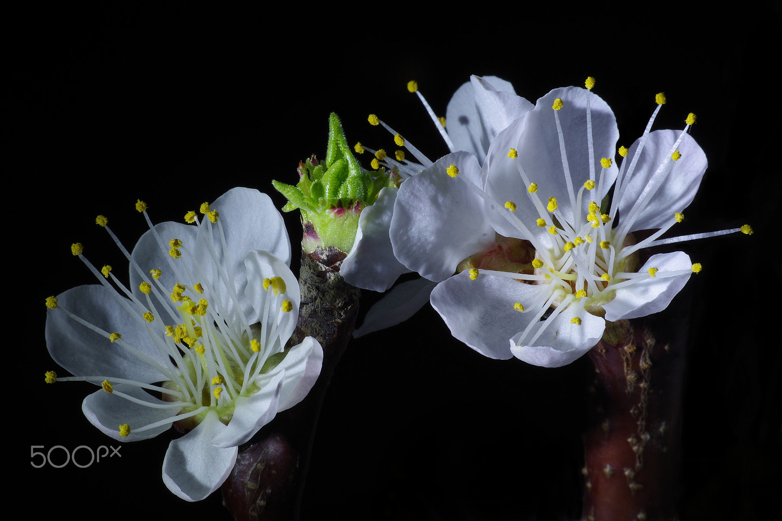 Pentax K-S1 + Pentax smc DA 50mm F1.8 sample photo. Apple flowers photography