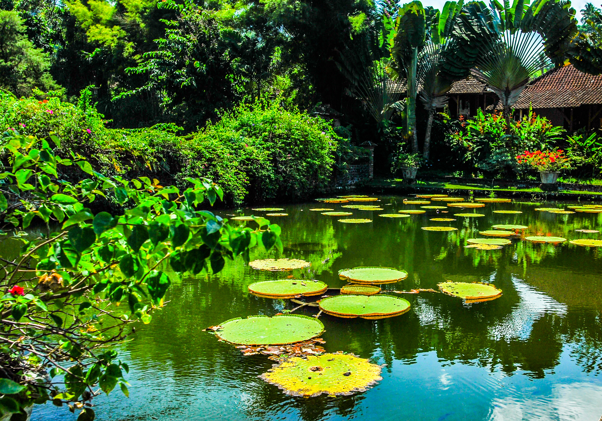 Nikon D60 + Nikon AF-S Nikkor 20mm F1.8G ED sample photo. Lilly pond photography