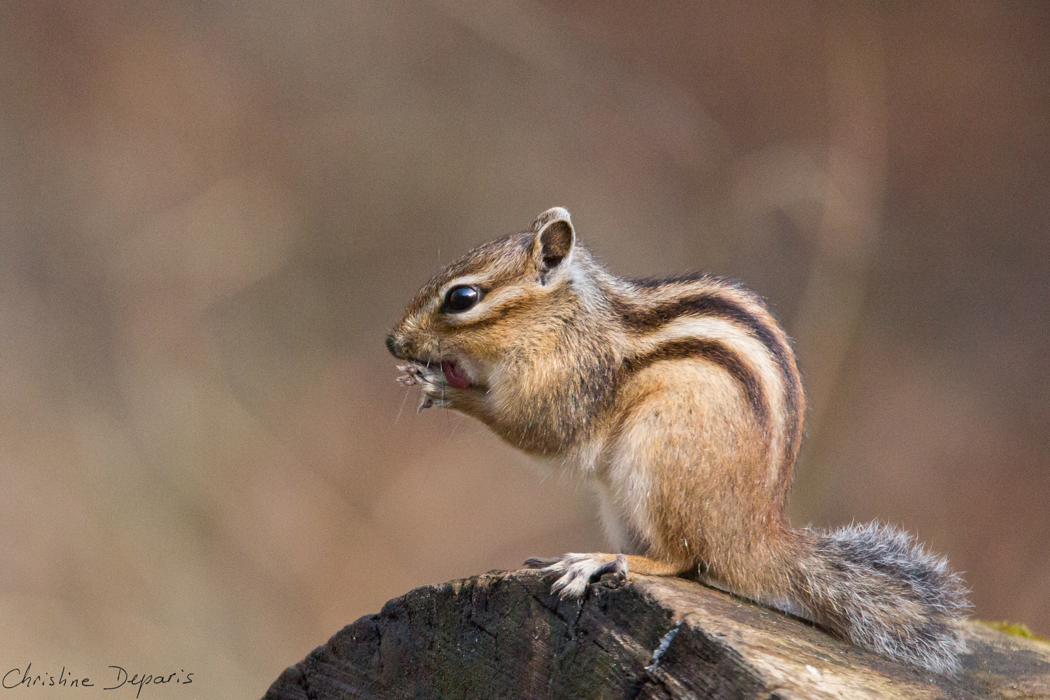 Sigma 150-600mm F5-6.3 DG OS HSM | C sample photo. Eastern chipmunk - tamia rayé photography