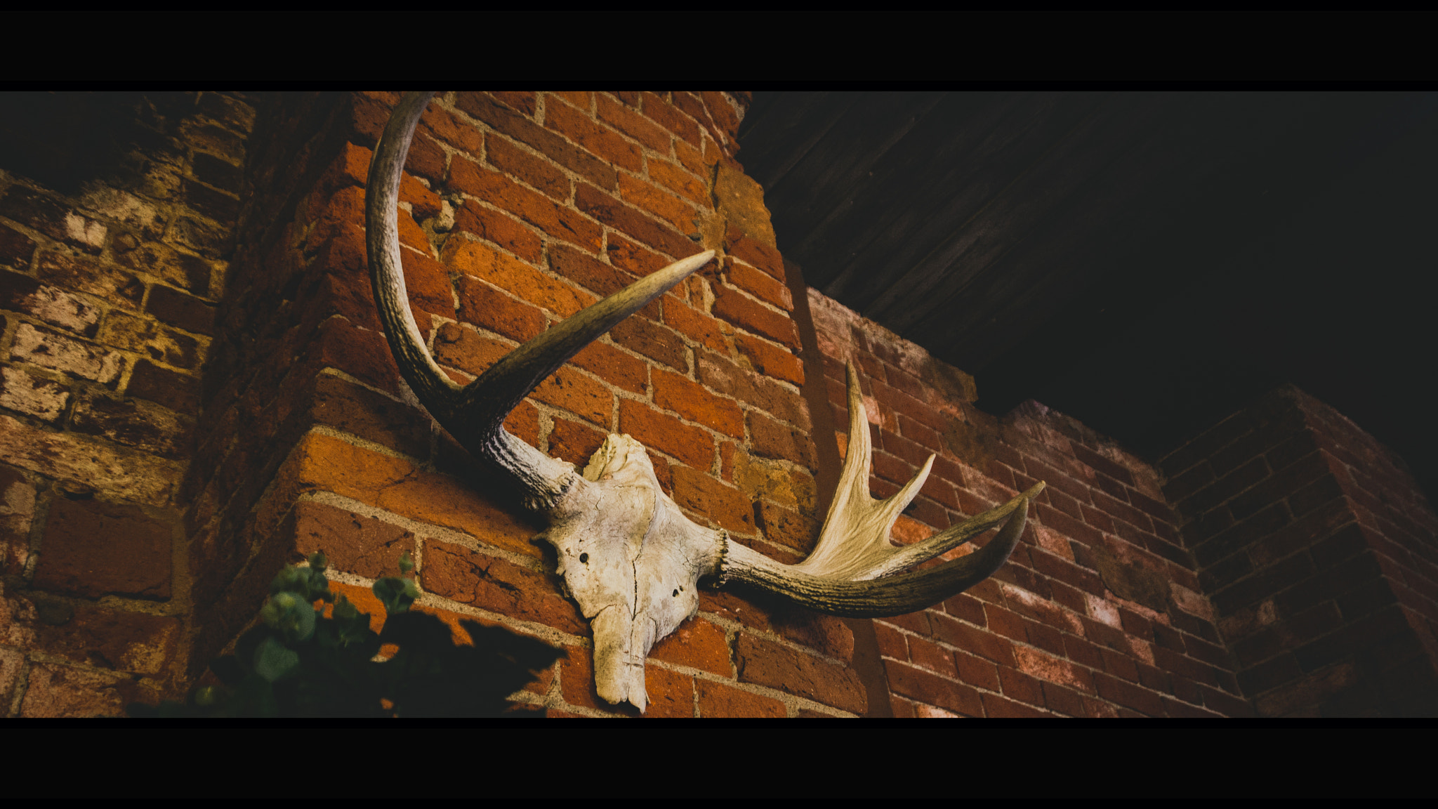 Sony SLT-A65 (SLT-A65V) sample photo. Skull photography