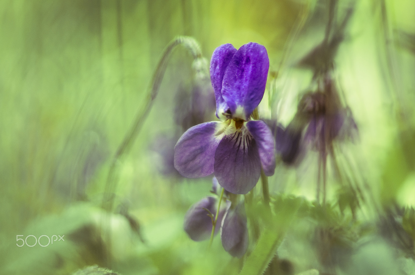 Pentax smc DA* 200mm F2.8 ED (IF) SDM sample photo. Sweet violet photography
