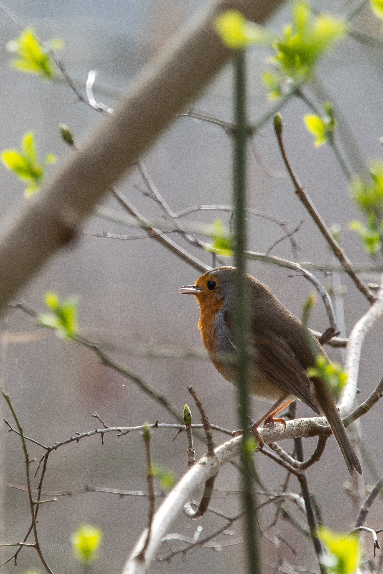 Olympus OM-D E-M10 + Olympus M.Zuiko Digital ED 40-150mm F2.8 Pro sample photo. Robin in green photography