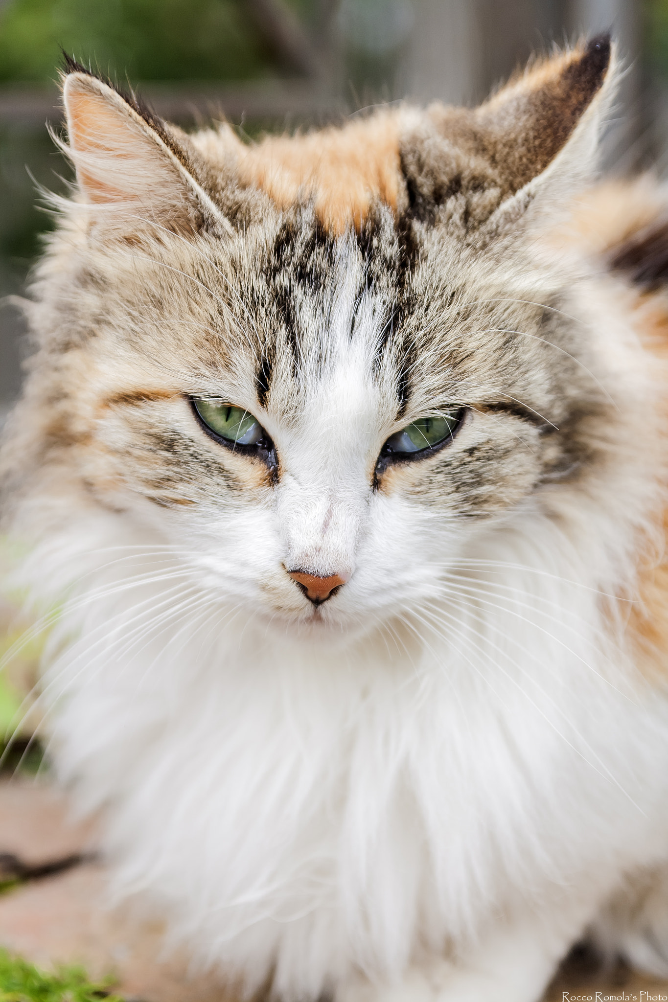 Sigma 17-70mm F2.8-4 DC Macro OS HSM sample photo. Love meow photography