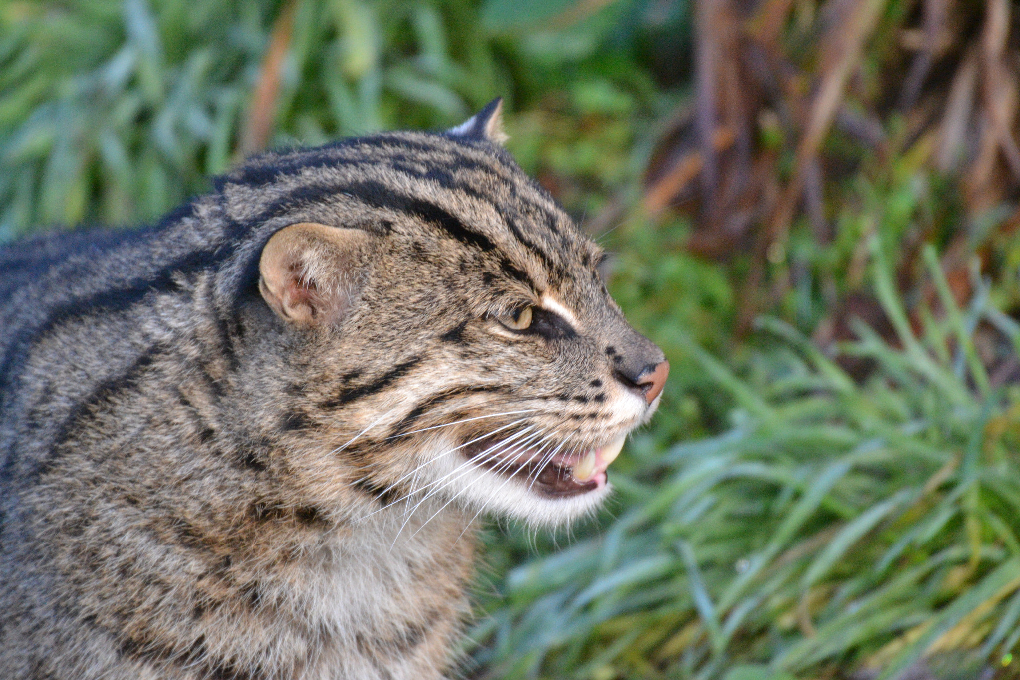 Sigma 50-500mm F4.5-6.3 DG OS HSM sample photo. Fischkatze photography
