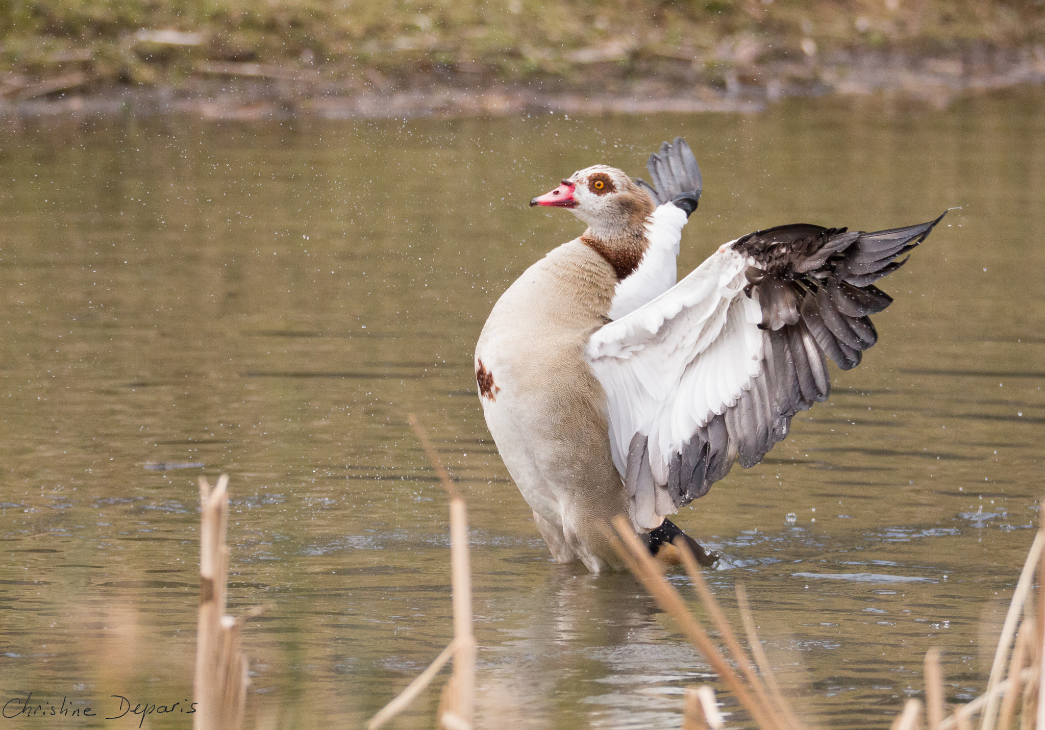 Sigma 150-600mm F5-6.3 DG OS HSM | C sample photo. Egyptian goose photography