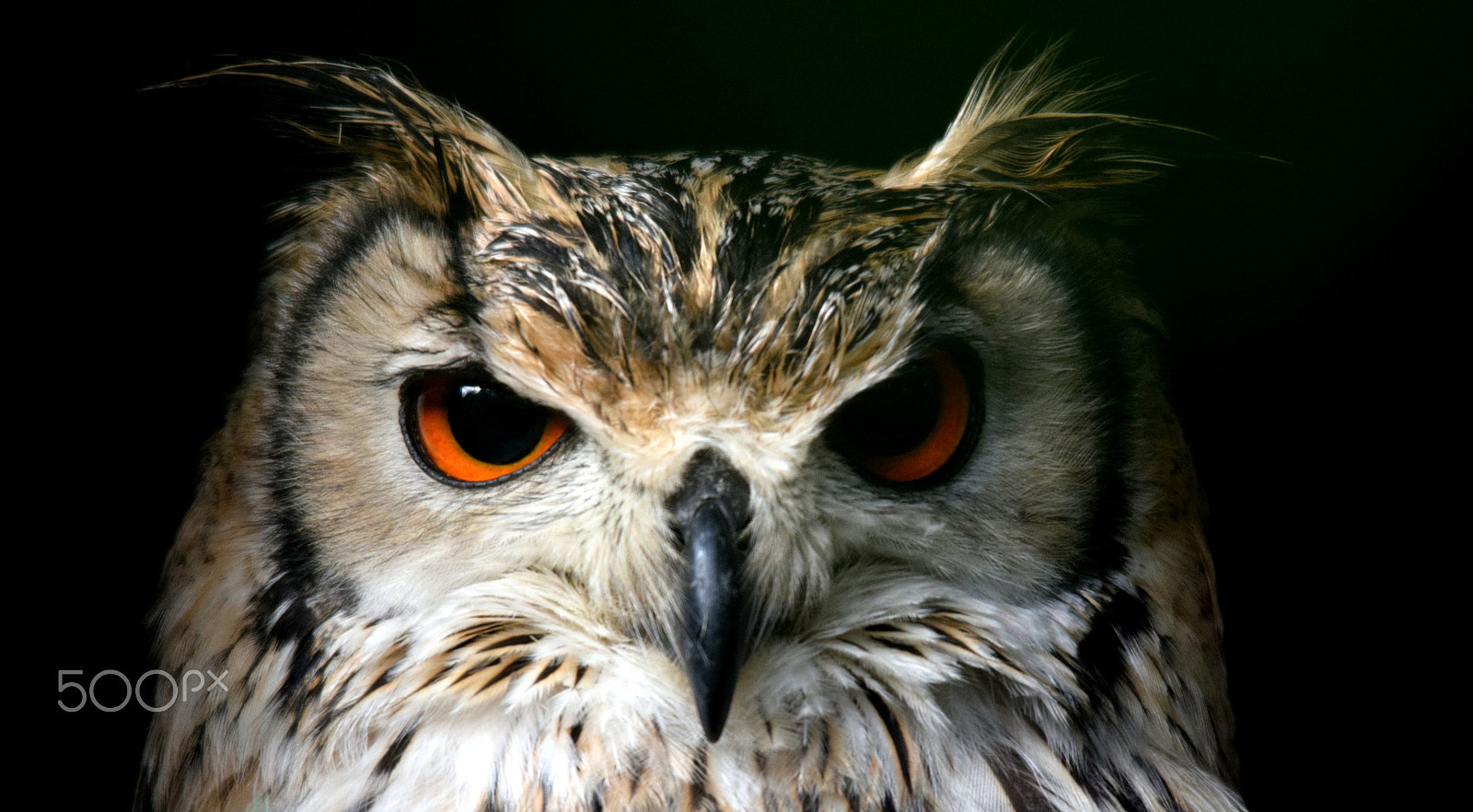 Sigma 150-500mm F5-6.3 DG OS HSM sample photo. Owl photography