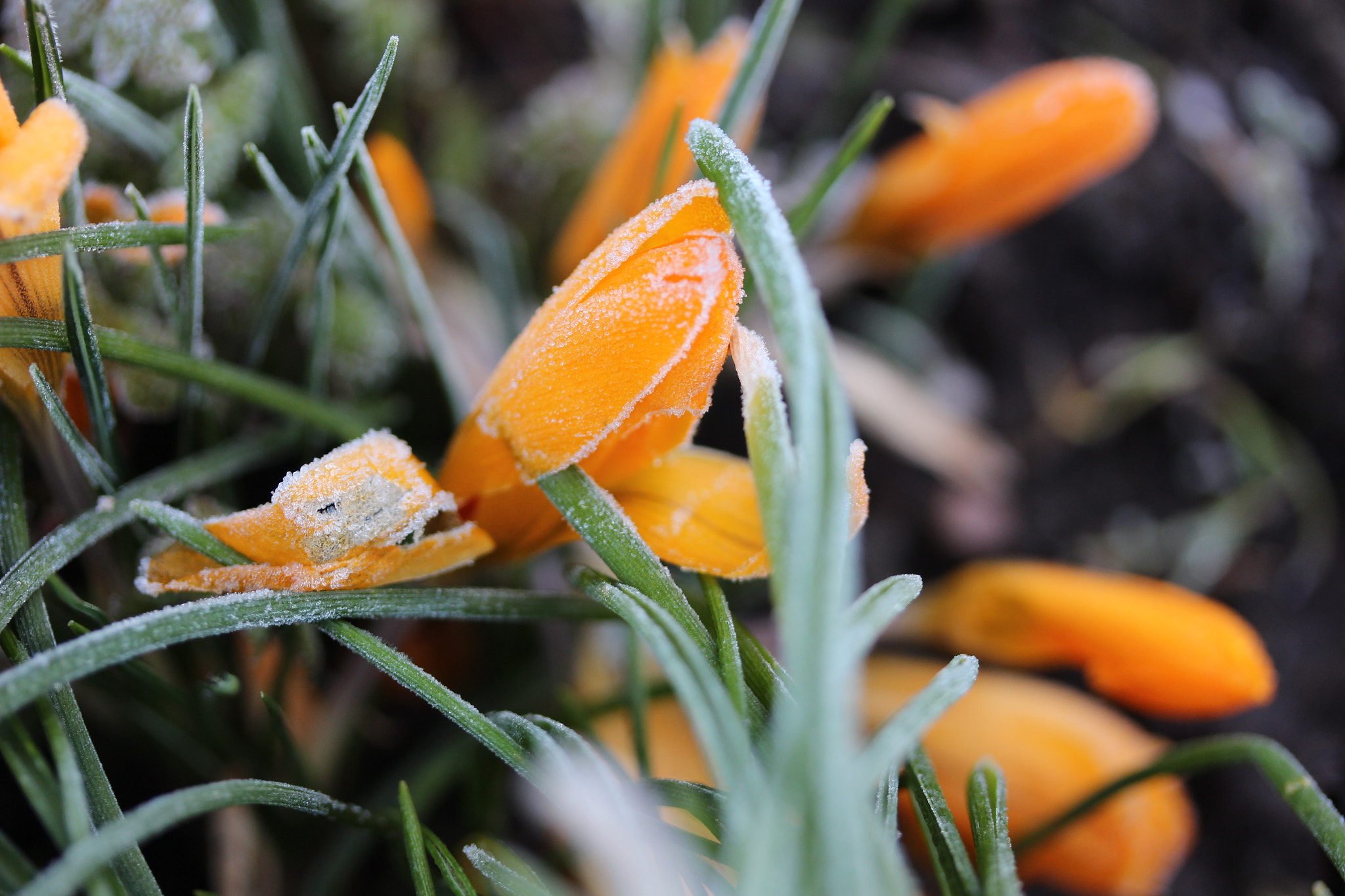 Canon EF-S 60mm F2.8 Macro USM sample photo. A frosty morning in shropshire photography