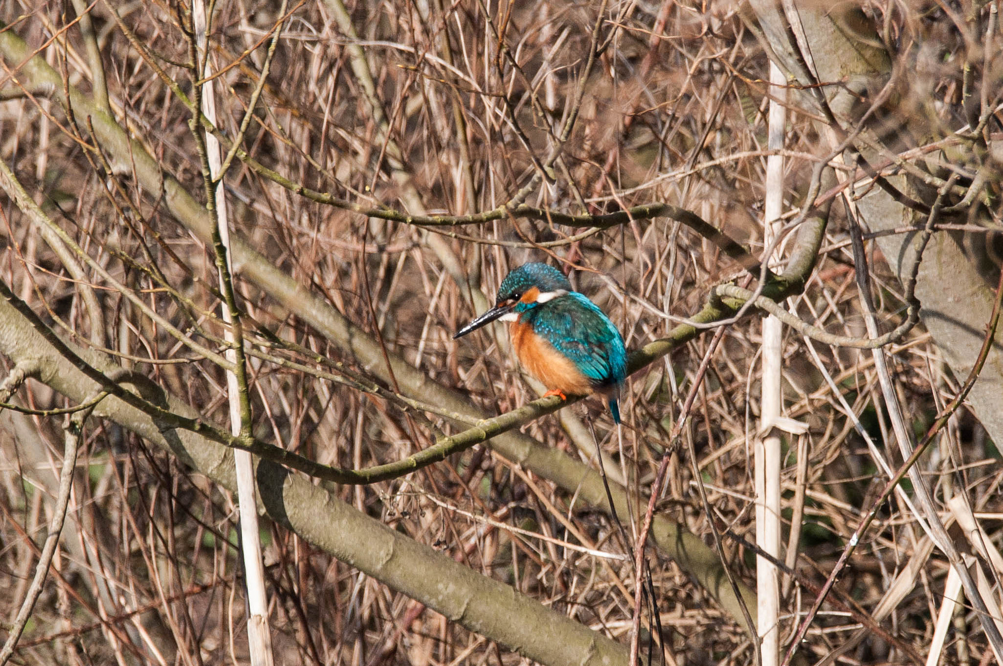 Sigma 150-600mm F5-6.3 DG OS HSM | C sample photo. Ijsvogel photography