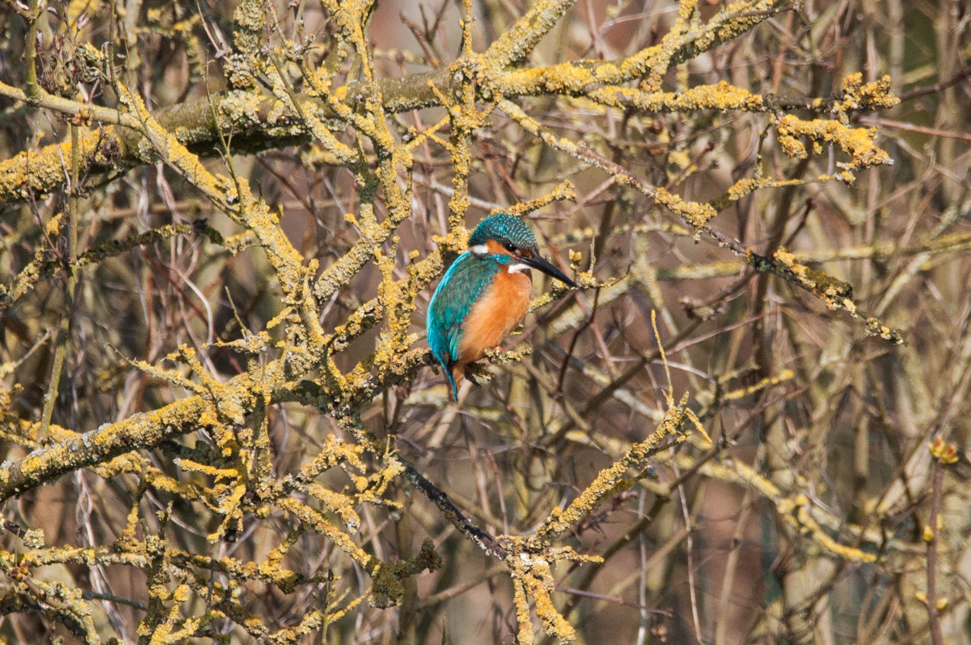 Sigma 150-600mm F5-6.3 DG OS HSM | C sample photo. Ijsvogel photography