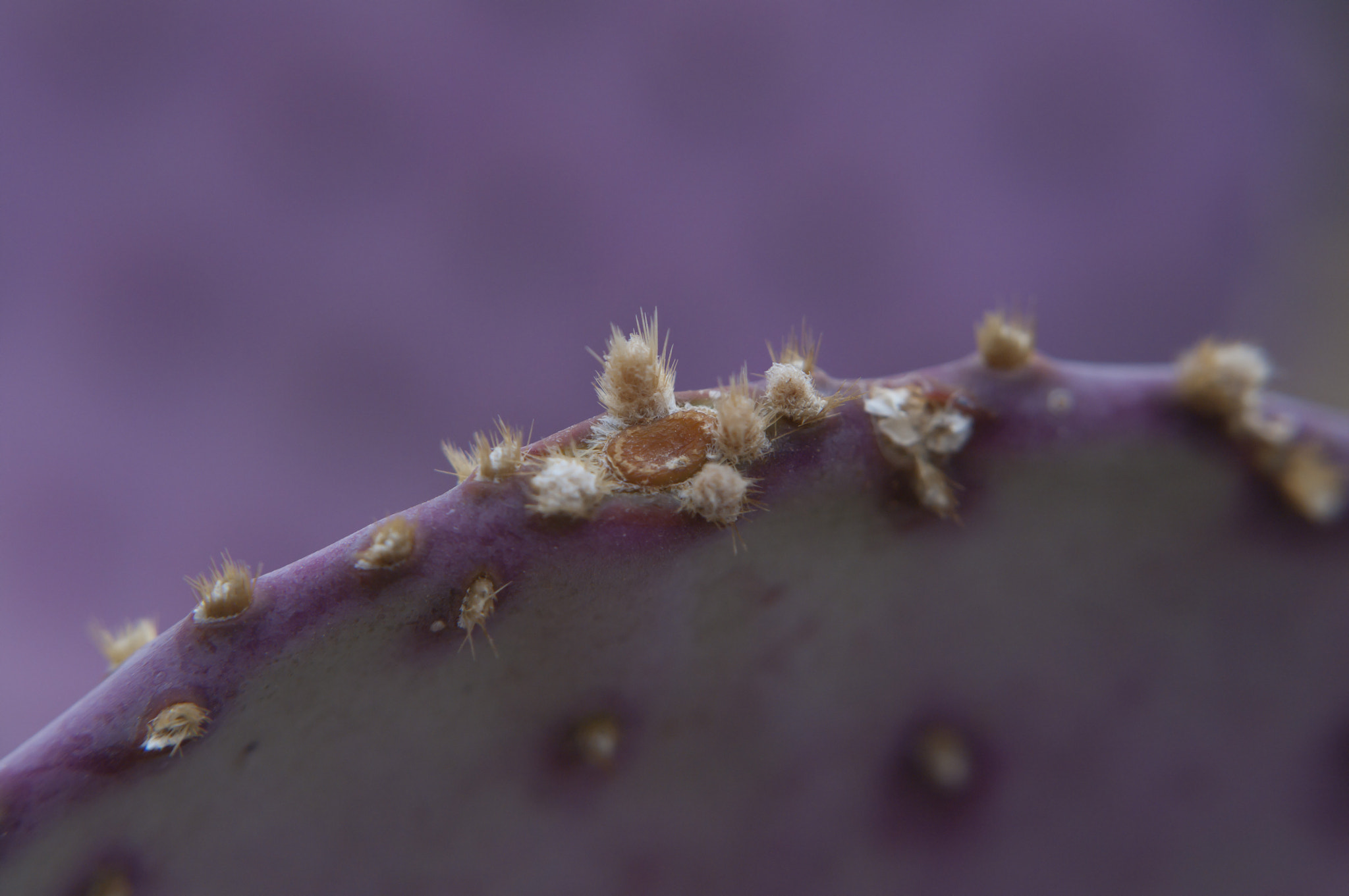 Pentax K-7 + Pentax smc FA 50mm F1.4 sample photo. Purplecactus photography