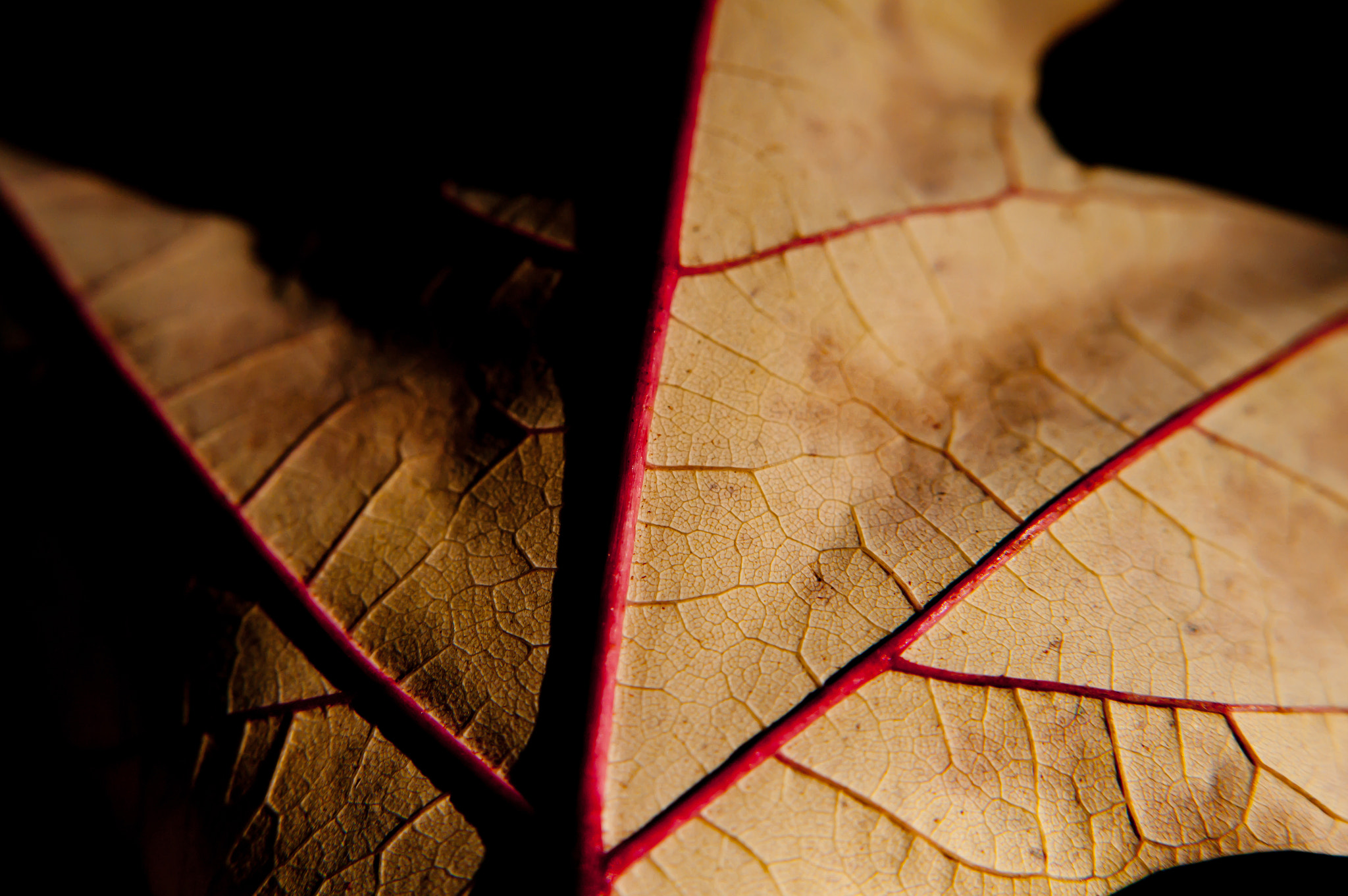 Pentax K-7 + Pentax smc FA 50mm F1.4 sample photo. Leafinfall photography