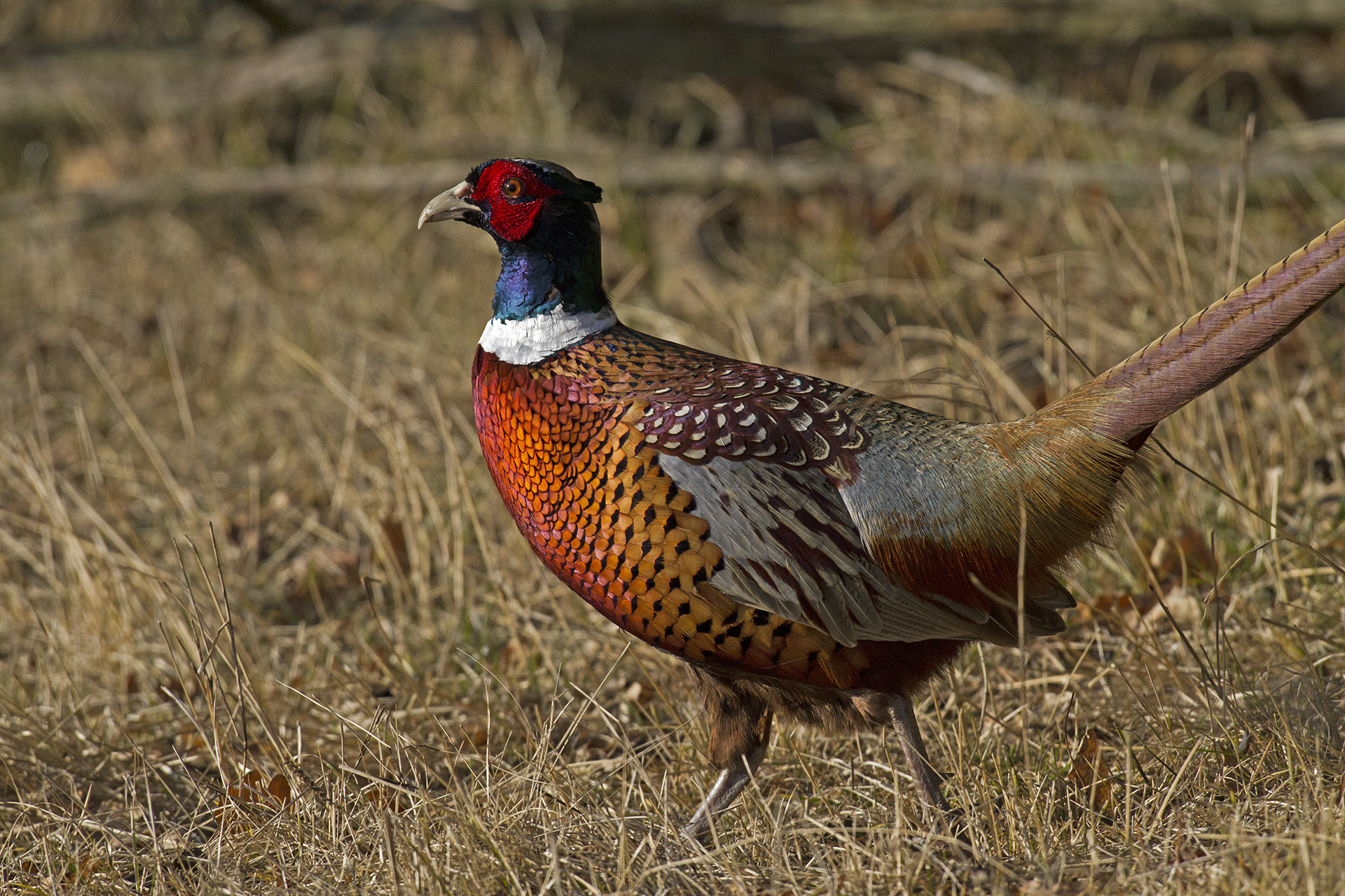 Canon EOS 7D + Canon EF 600mm f/4L IS sample photo. _mg_7711 3.jpg photography