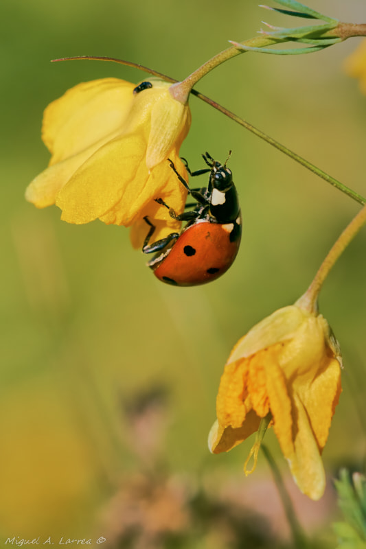 Sony ILCA-77M2 sample photo. Coccinela photography