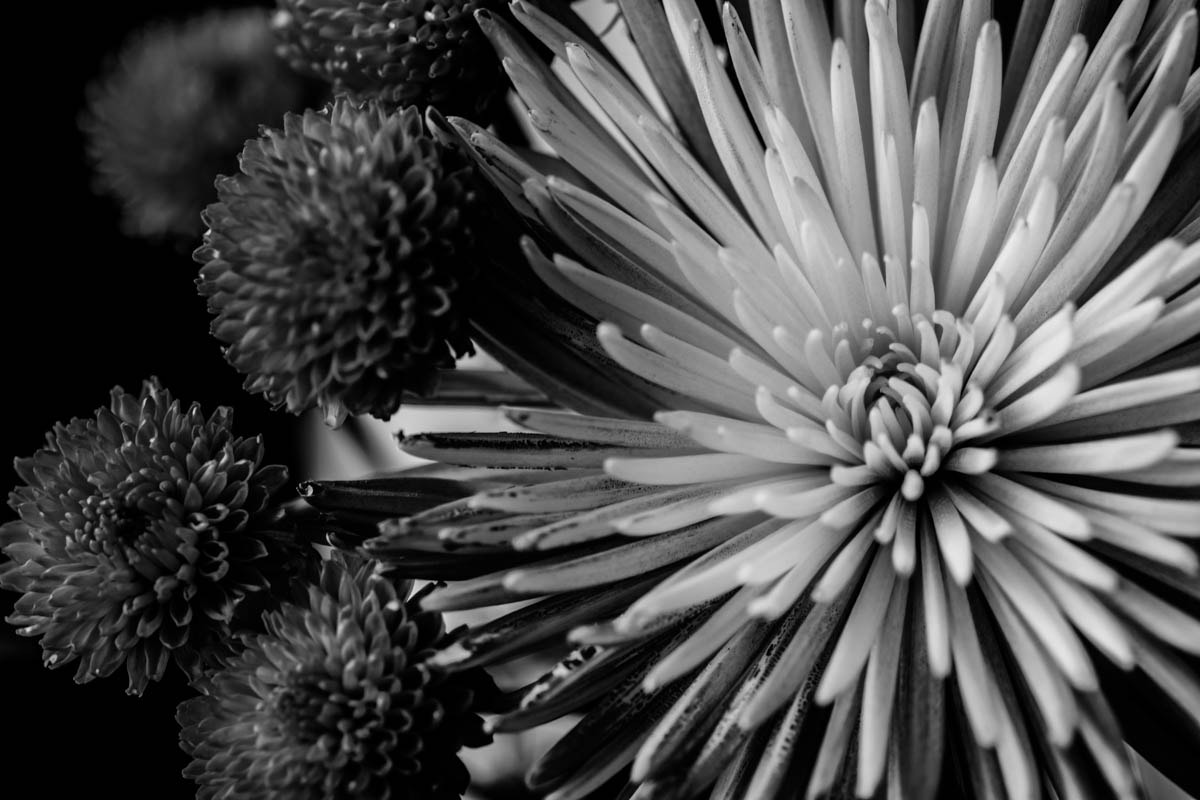 Nikon D7100 + Sigma 105mm F2.8 EX DG Macro sample photo. Mums photography
