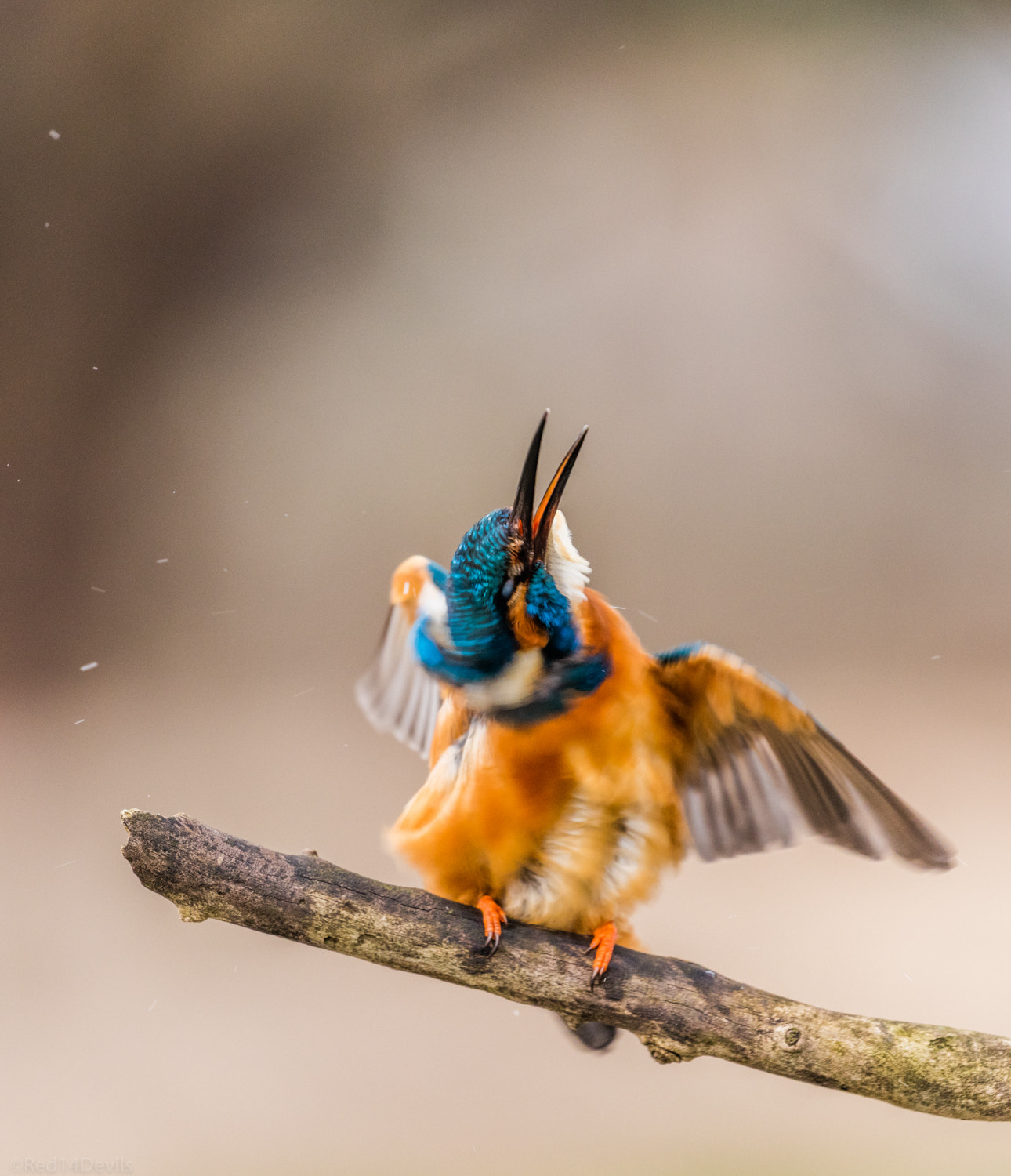 Canon EF 100-400mm F4.5-5.6L IS II USM sample photo. Kingfisher, leeds 4 photography