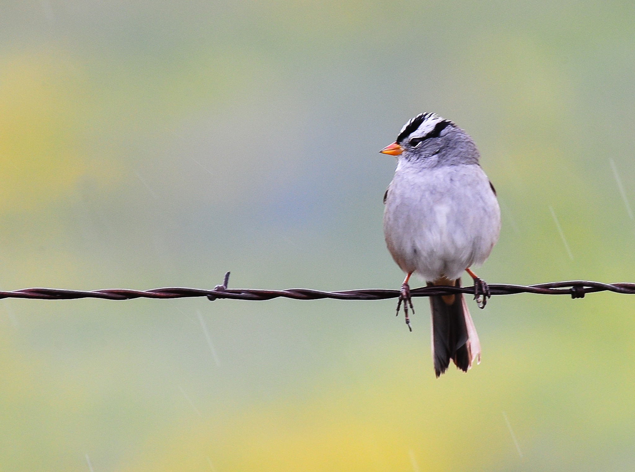 Nikon AF-S Nikkor 400mm F2.8G ED VR II sample photo. Sparrow photography