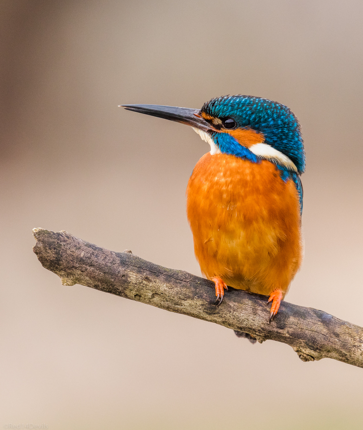 Canon EF 100-400mm F4.5-5.6L IS II USM sample photo. Kingfisher leeds, 5 photography