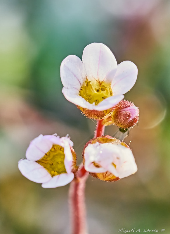Sony ILCA-77M2 sample photo. Tiny flowers photography