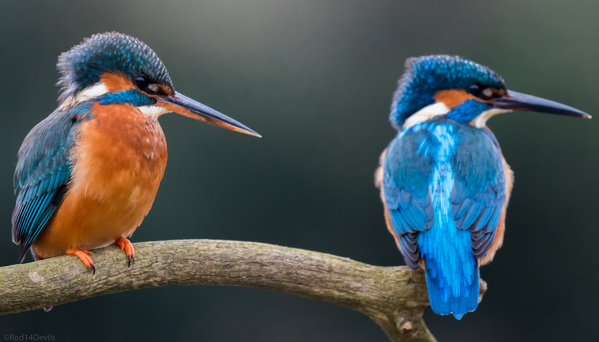 Canon EF 100-400mm F4.5-5.6L IS II USM sample photo. Mr and mrs kingfisher photography