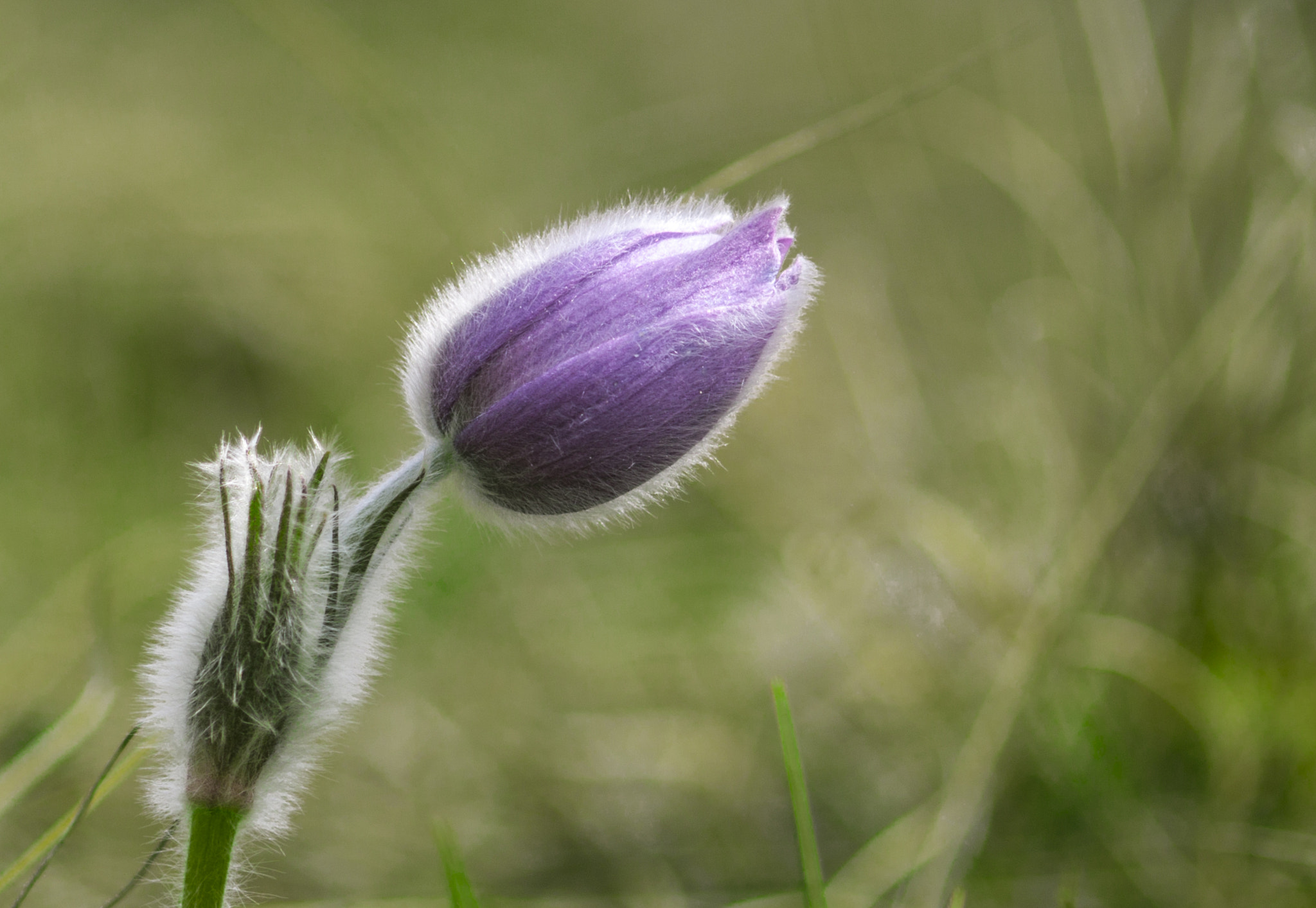 Sigma 70-300mm F4-5.6 APO DG Macro sample photo. Purple photography