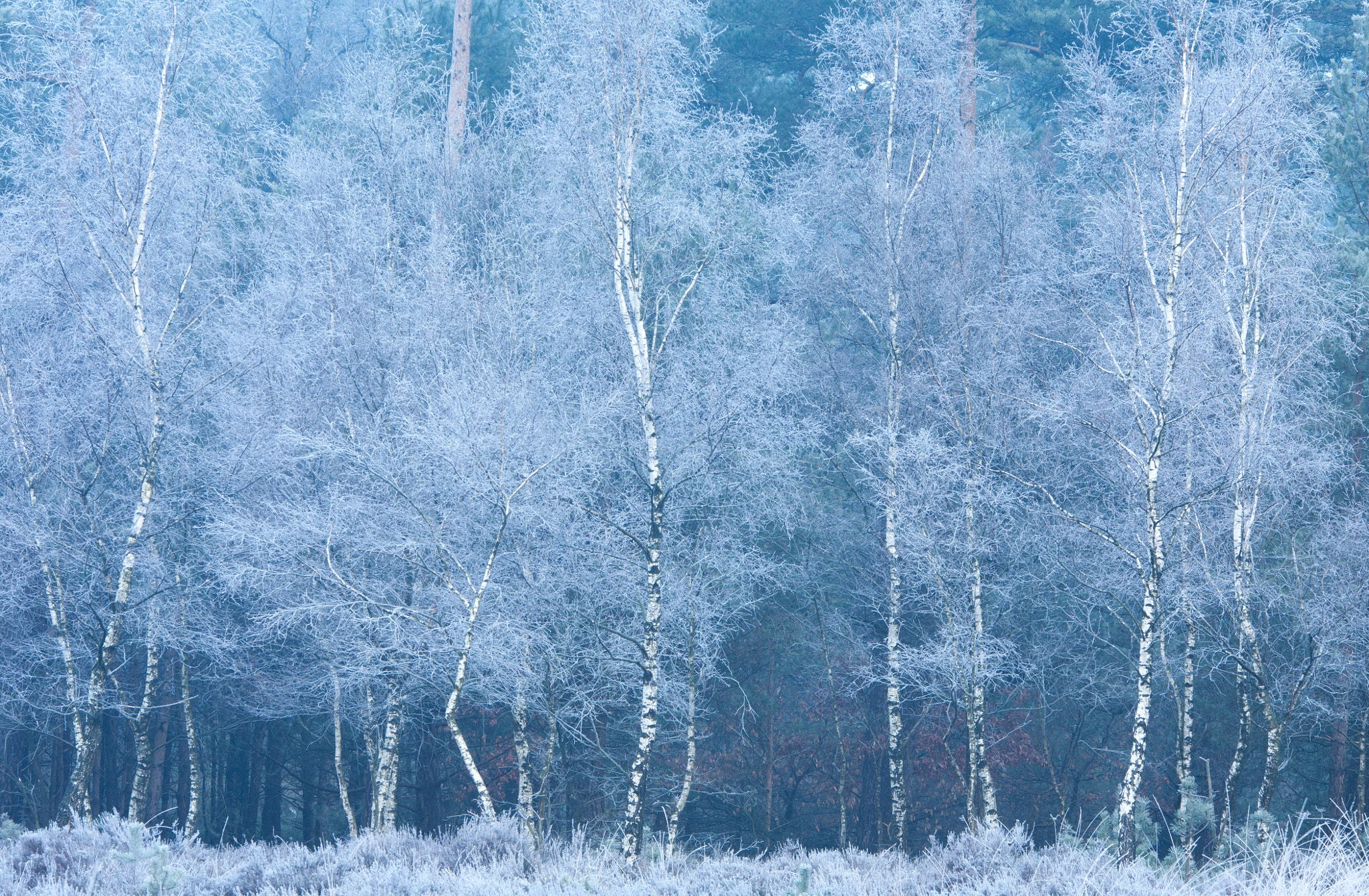 Sigma 70-200mm F2.8 EX DG OS HSM sample photo. Frosty birches photography