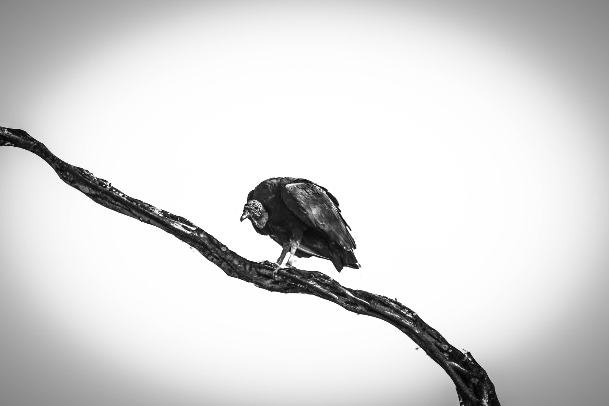Canon EF 300mm F4L IS USM sample photo. Old bird photography
