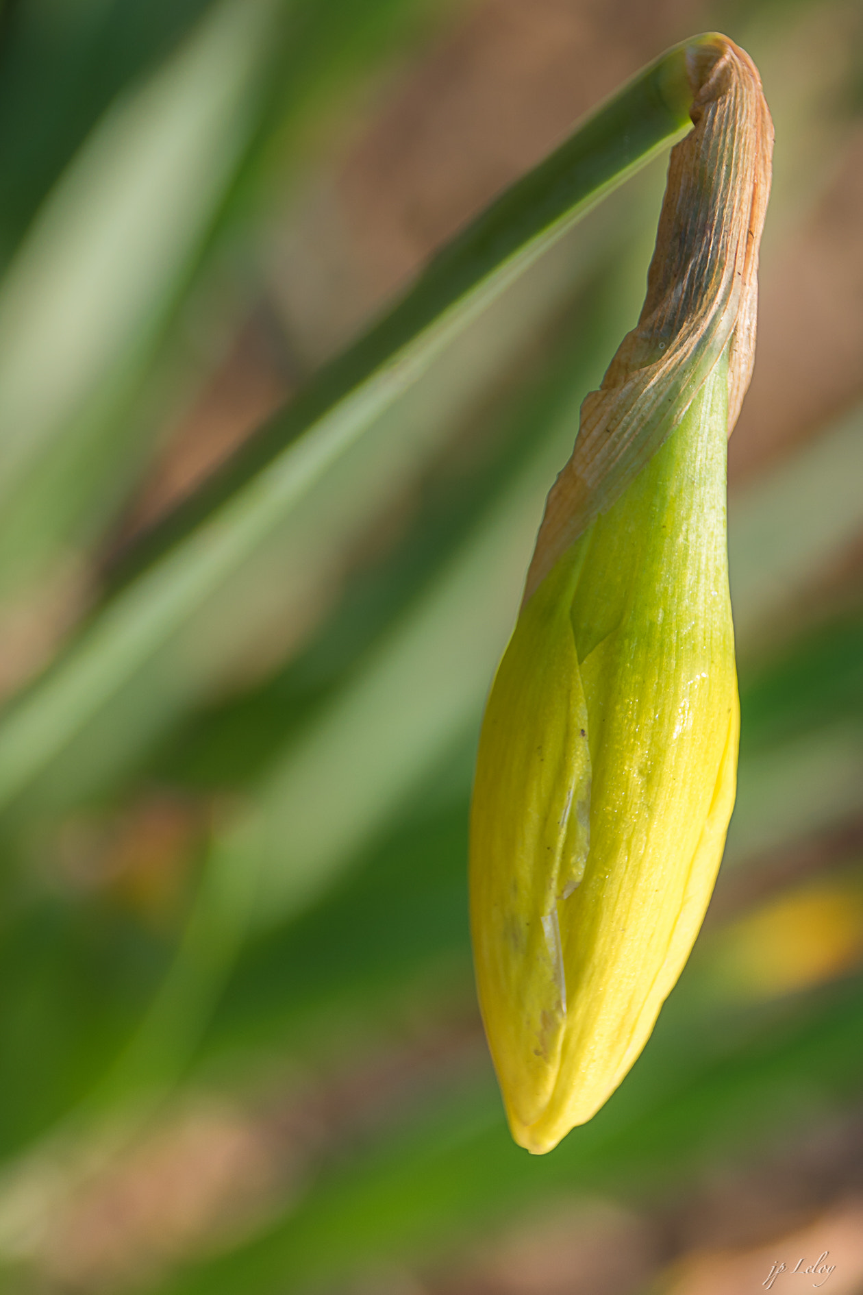 Sony ILCA-77M2 + Tamron AF 28-105mm F4-5.6 [IF] sample photo. C'est le printemps photography