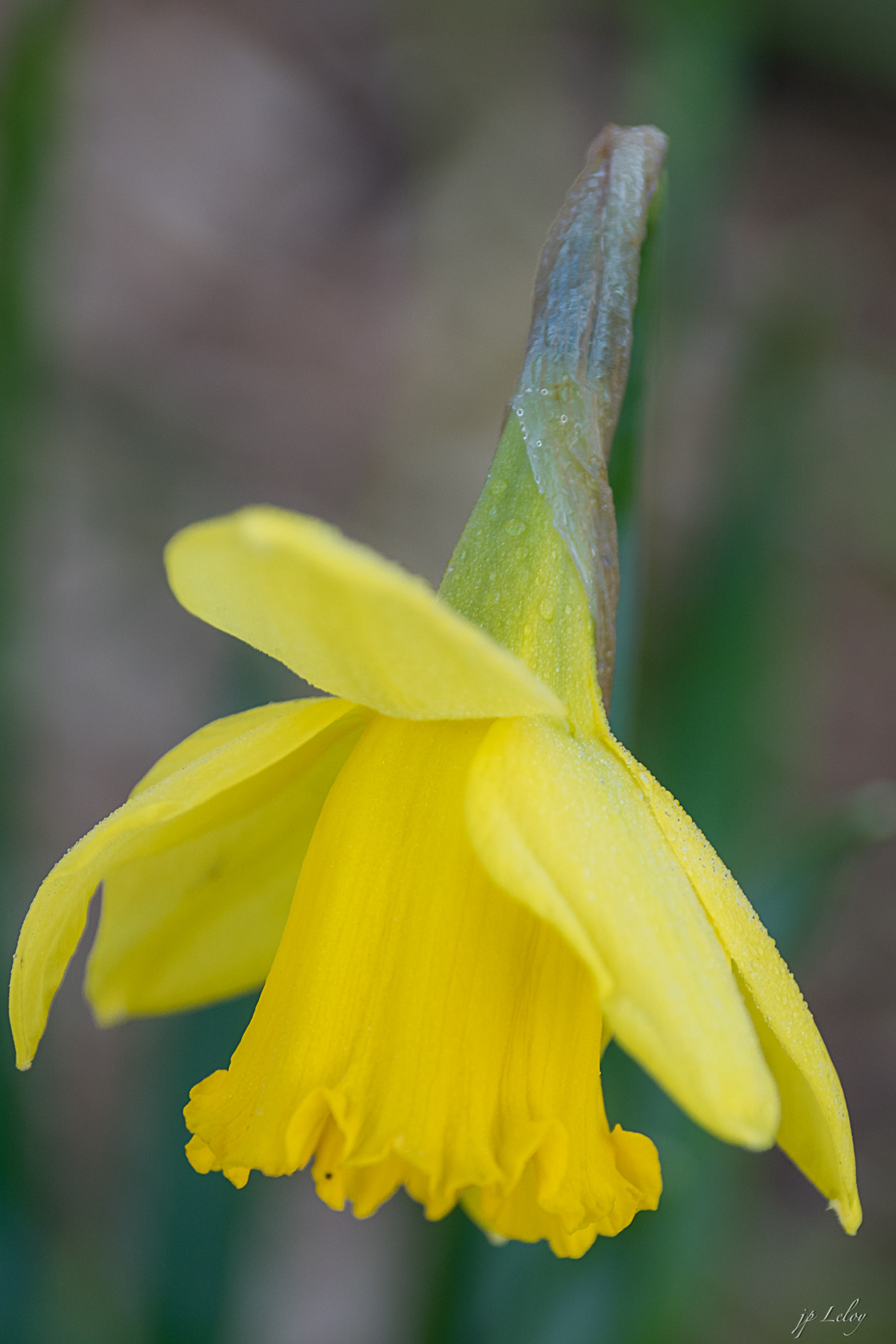 Sony ILCA-77M2 + Tamron AF 28-105mm F4-5.6 [IF] sample photo. C'est le printemps photography