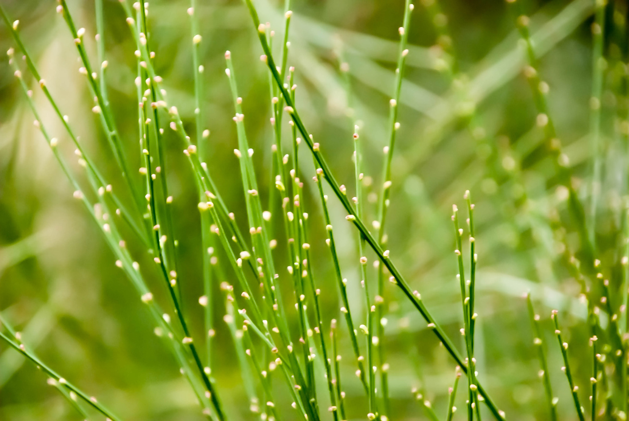 Nikon D60 sample photo. Green photography