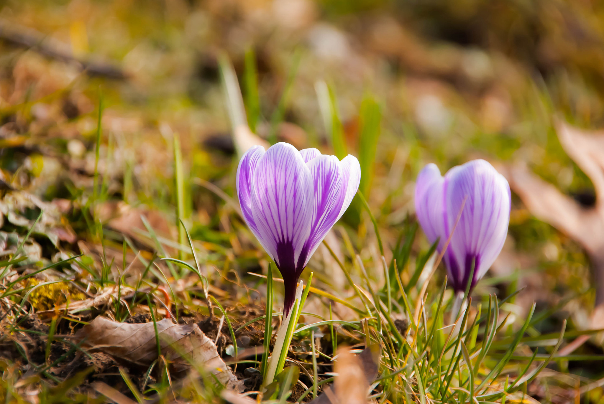 Nikon D60 sample photo. Two flowers photography