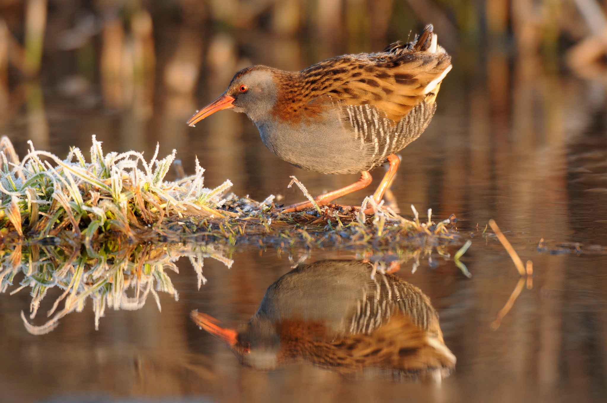 AF-S Nikkor 600mm f/4D IF-ED sample photo. Water rail photography