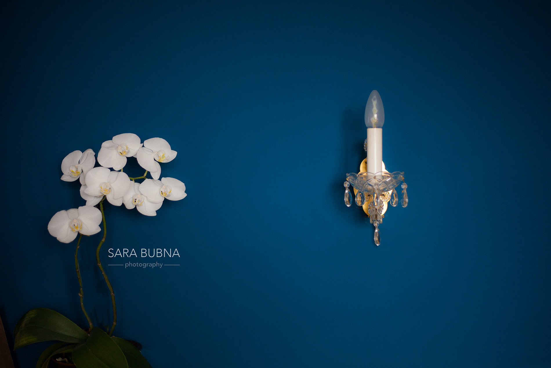 Canon EF 50mm f/1.8 sample photo. 'no need to feel blue, sue' photography