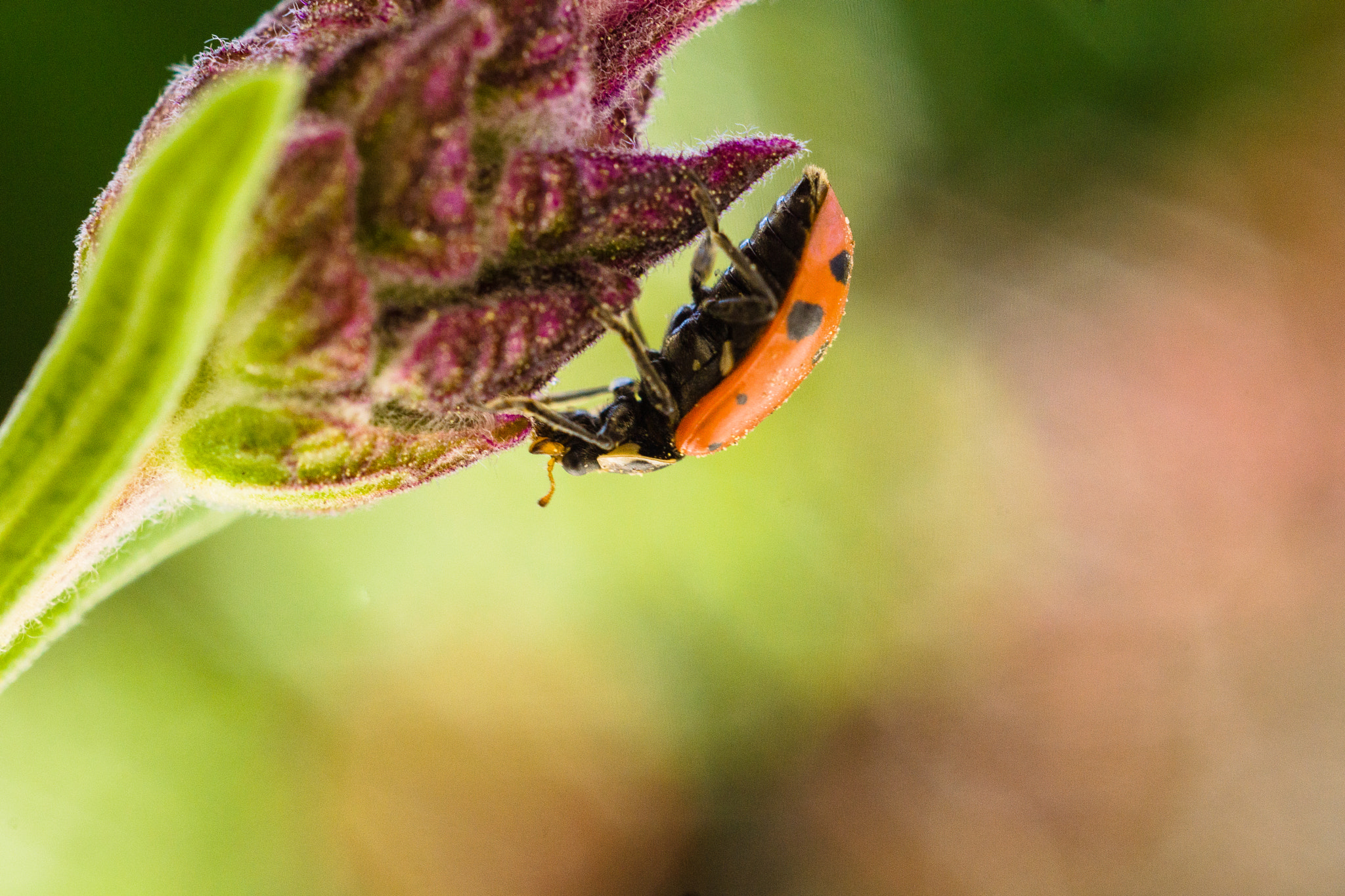 Sony SLT-A77 + MACRO 50mm F2.8 sample photo. Lady on lavender photography