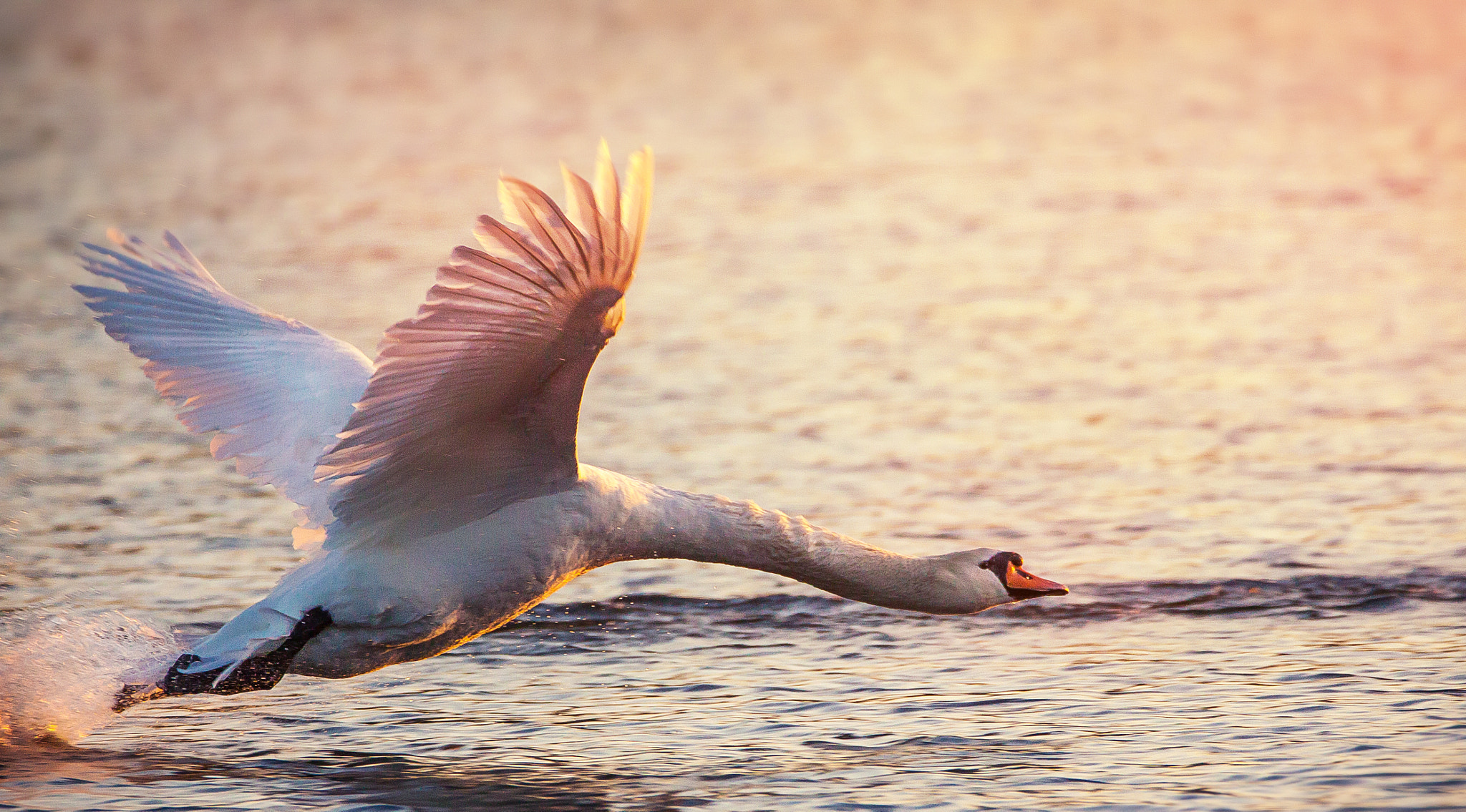 Sigma 150-600mm F5-6.3 DG OS HSM | C sample photo. Takeoff photography