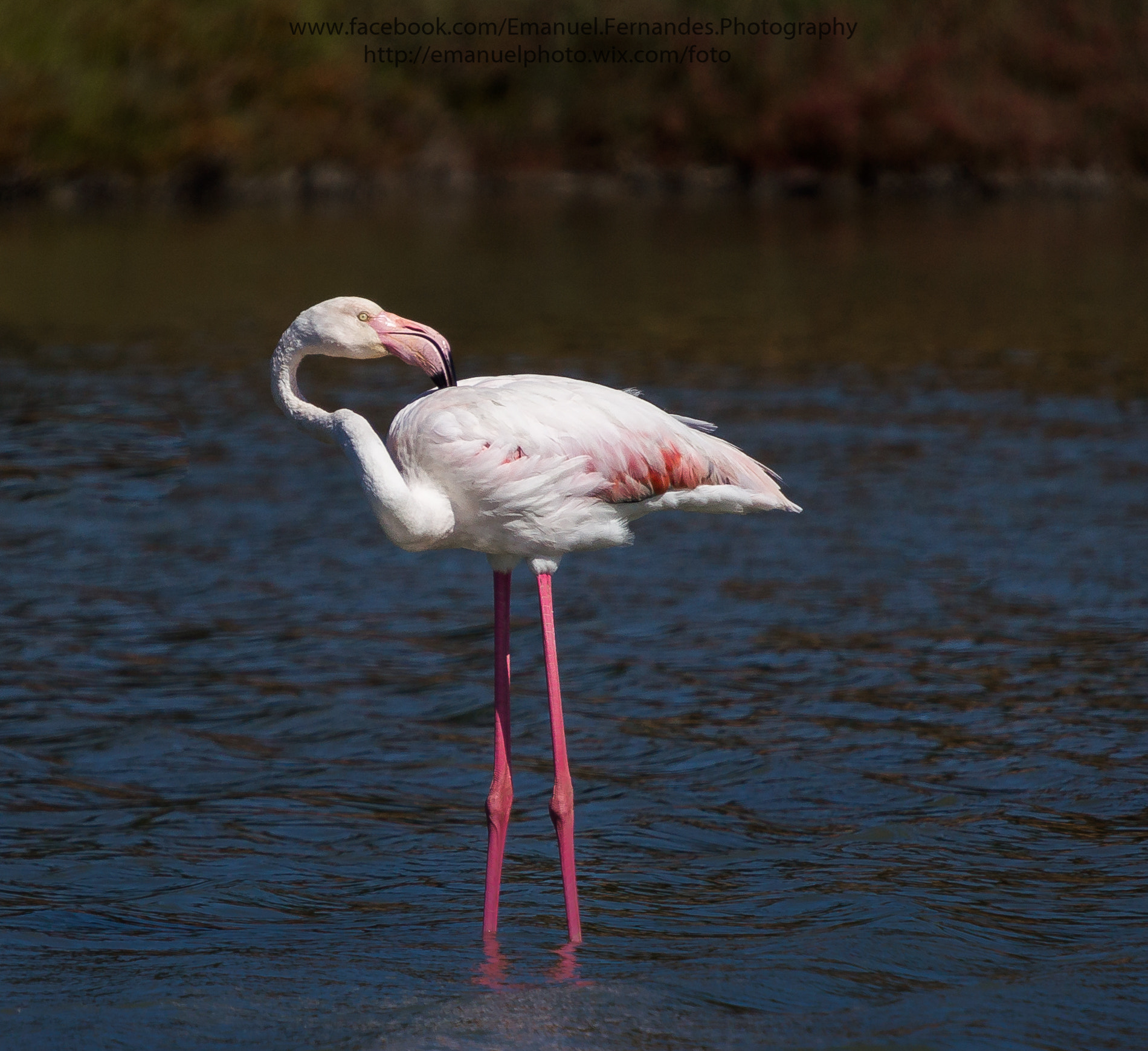 Minolta AF 300mm F2.8 HS-APO G sample photo. Flamingo-phoenicopterus roseus photography